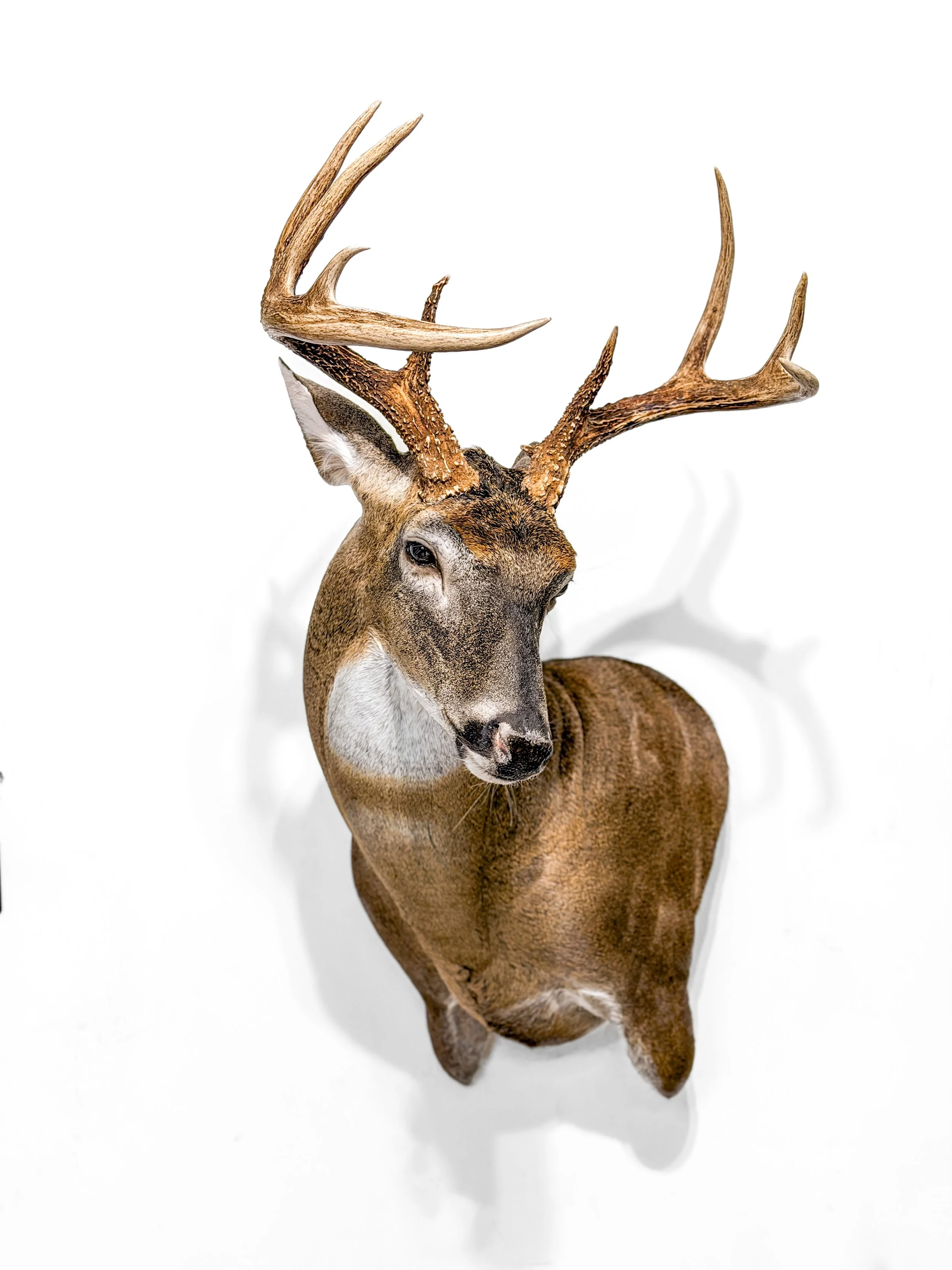 deer taxidermy conway sc