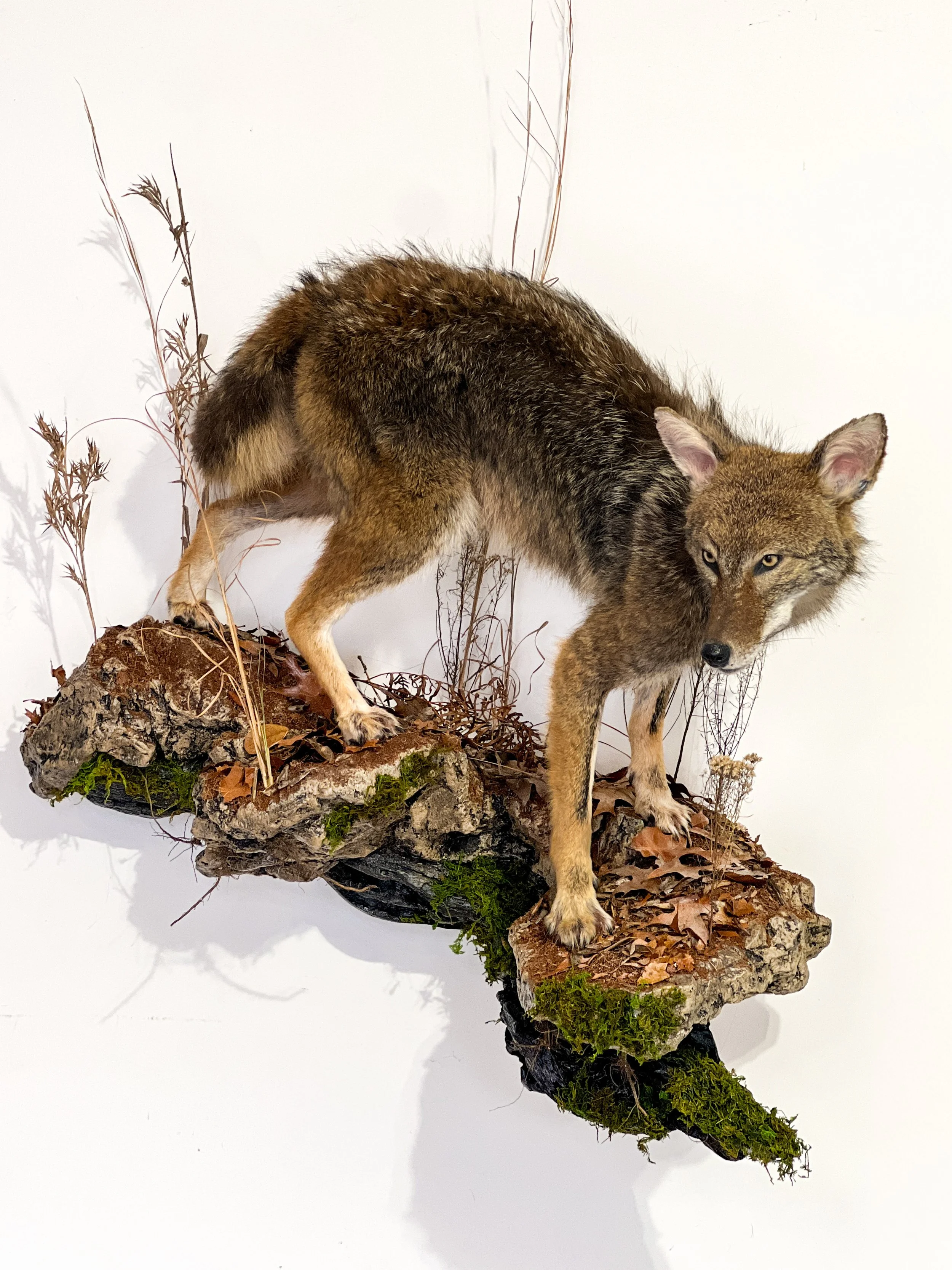 coyote taxidermy on wall habitat