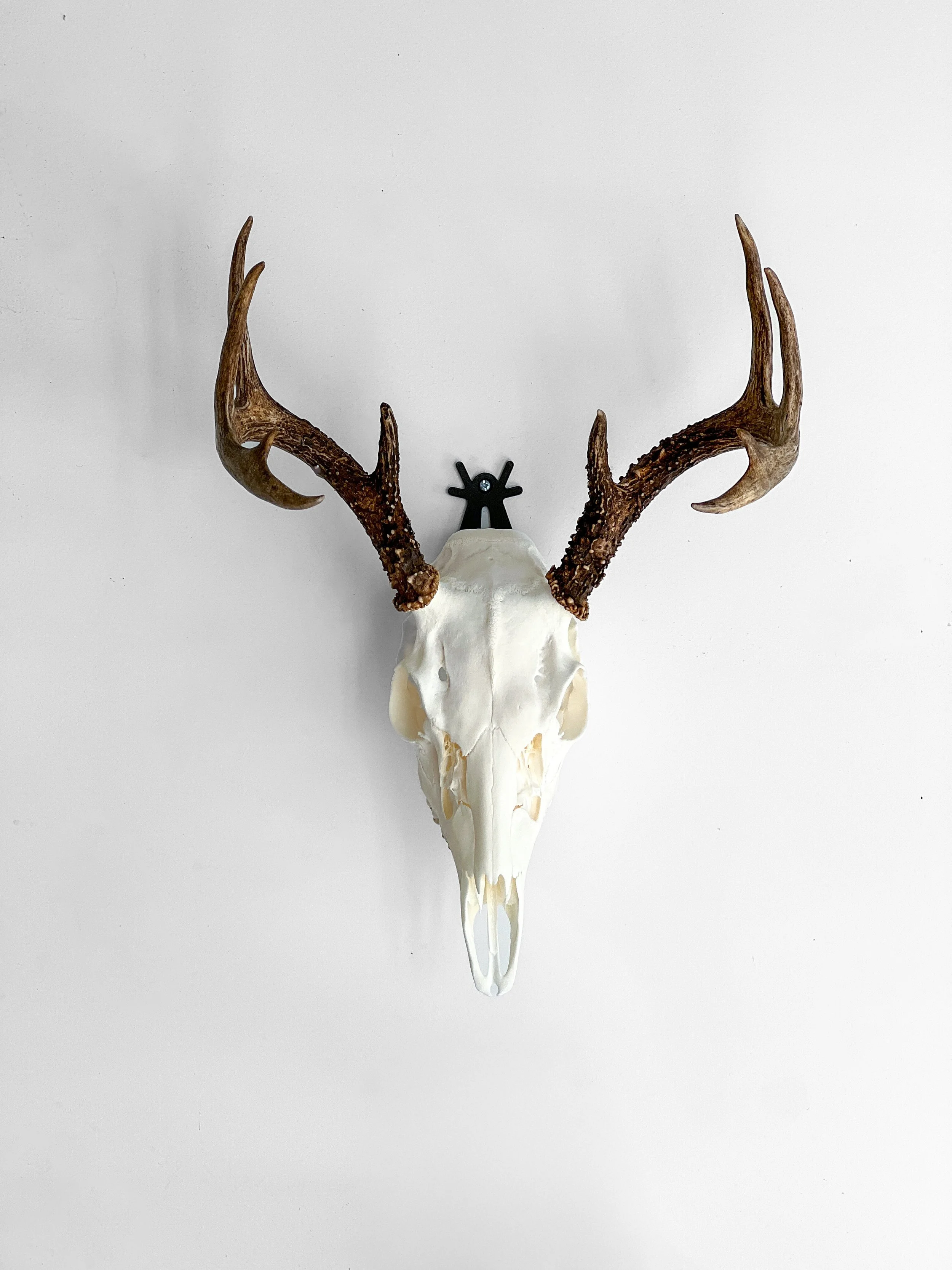 whitetail deer euro mount