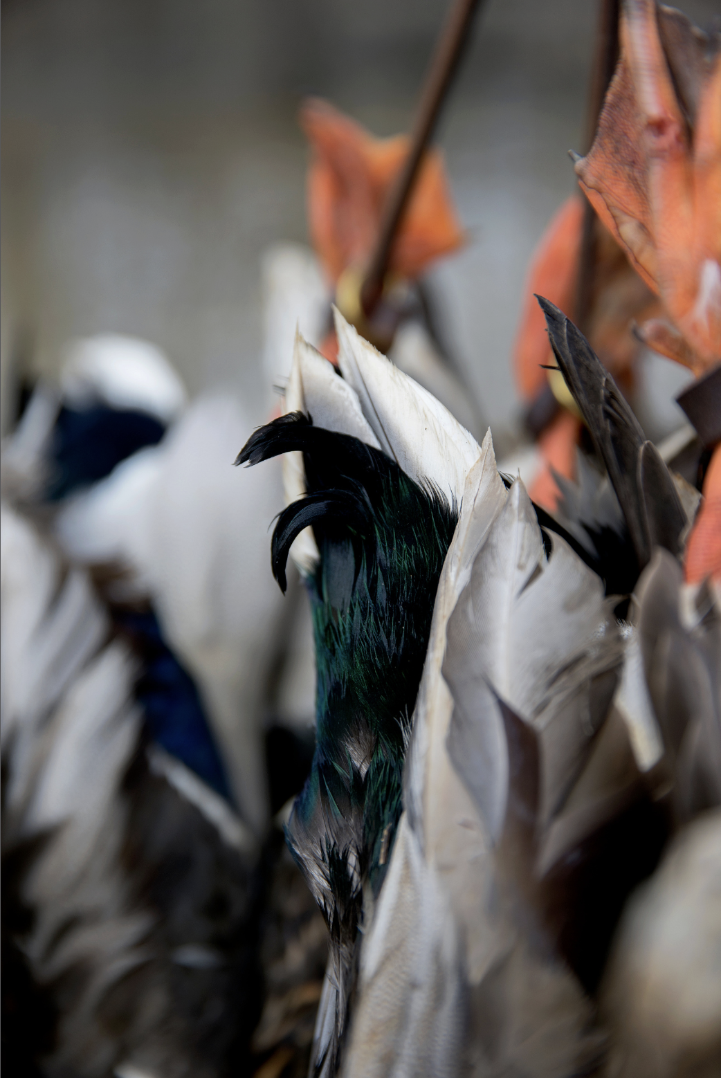 Mallard duck mount by Kingston Wildlife Works in Conway SC taxidermy studio