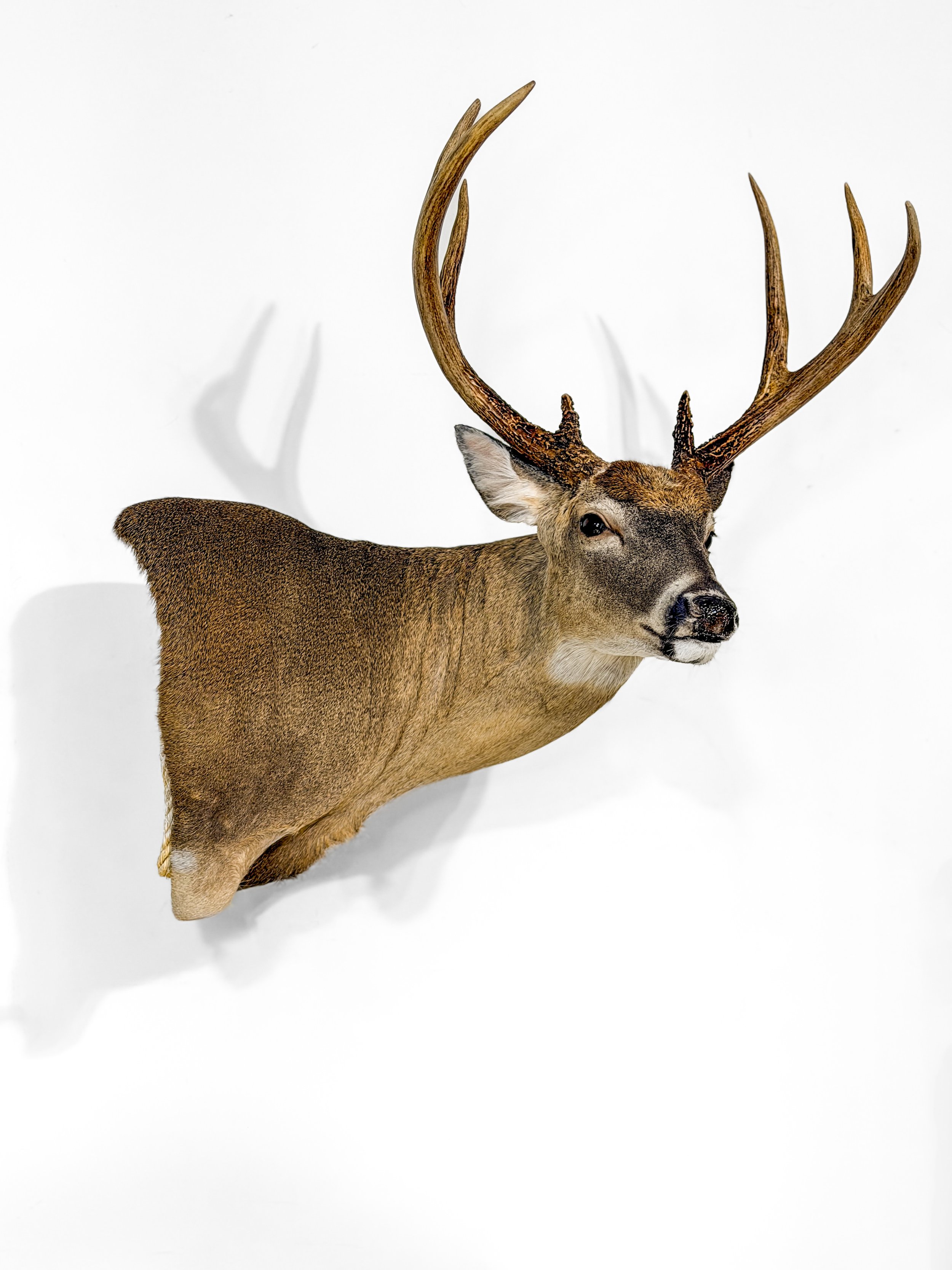 whitetail deer shoulder mount taxidermy