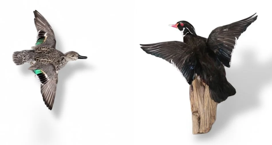 Wood duck and teal mounts from South Carolina waterways