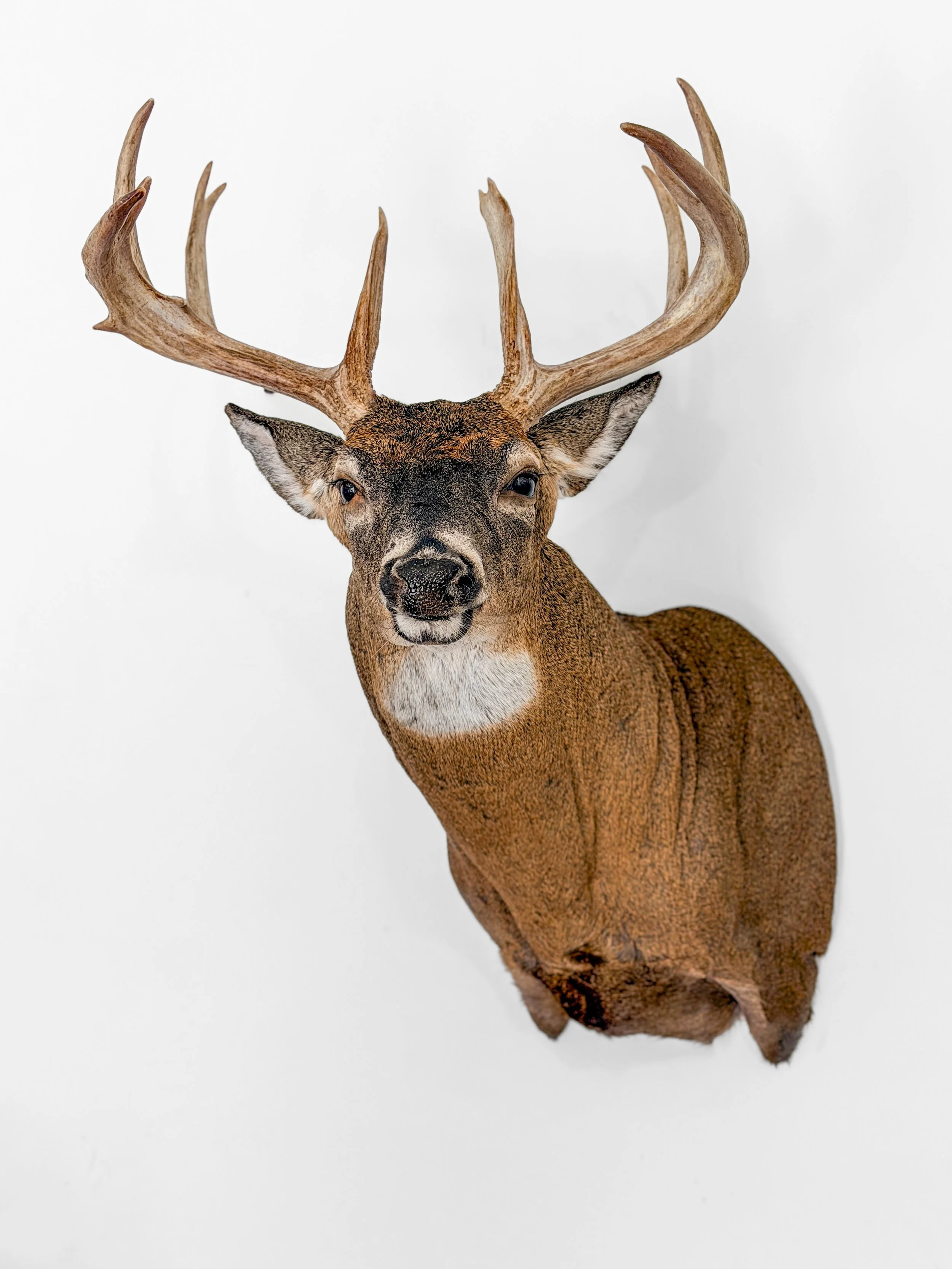 deer taxidermy mount conway