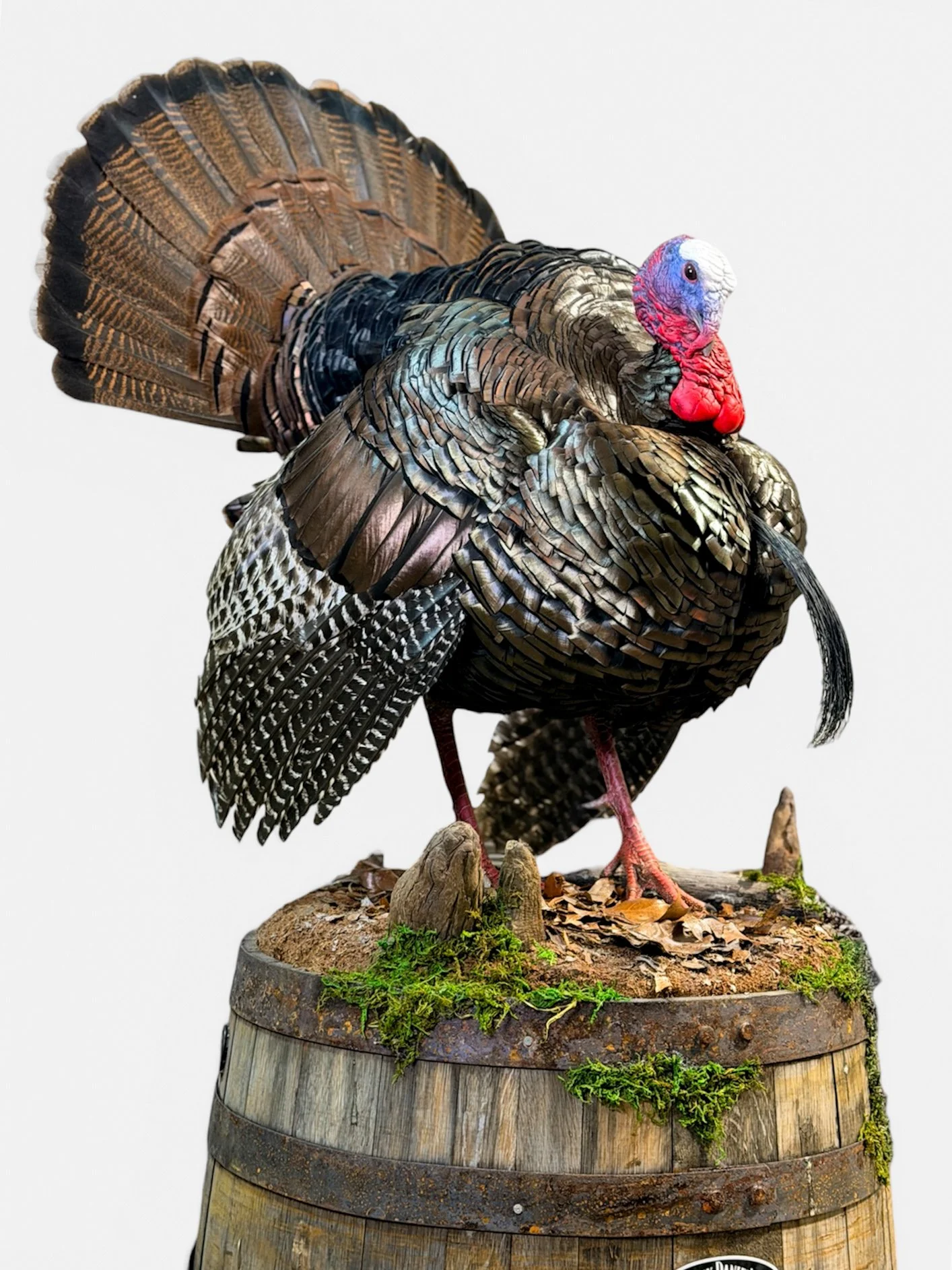wild turkey taxidermy