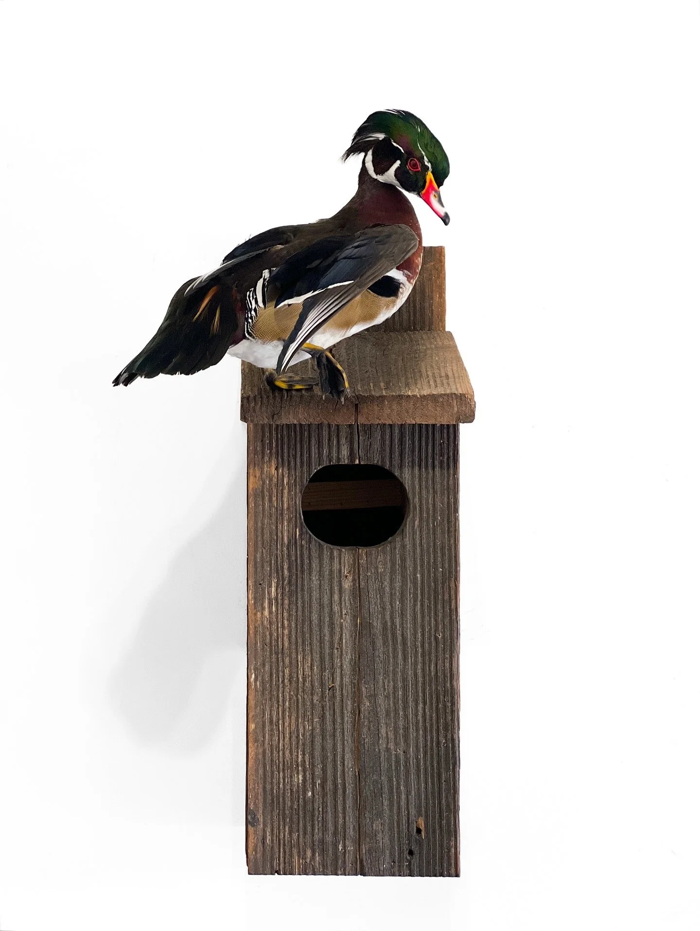 standing wood duck drake mount on wood duck box