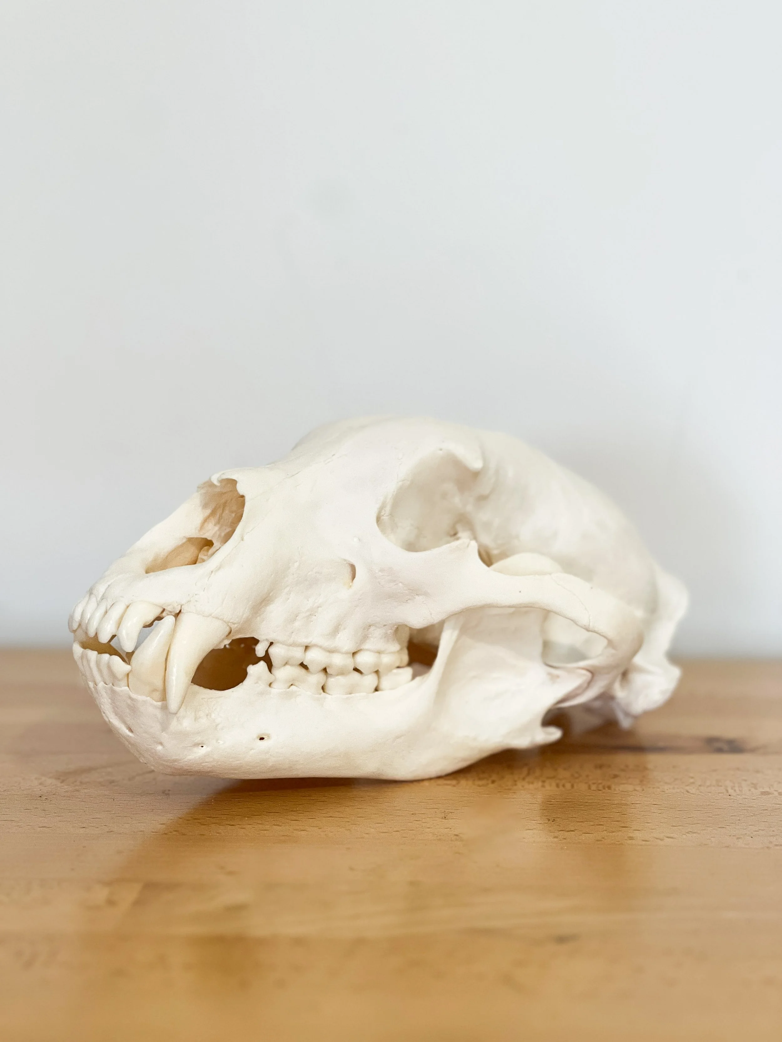 black bear skull mount