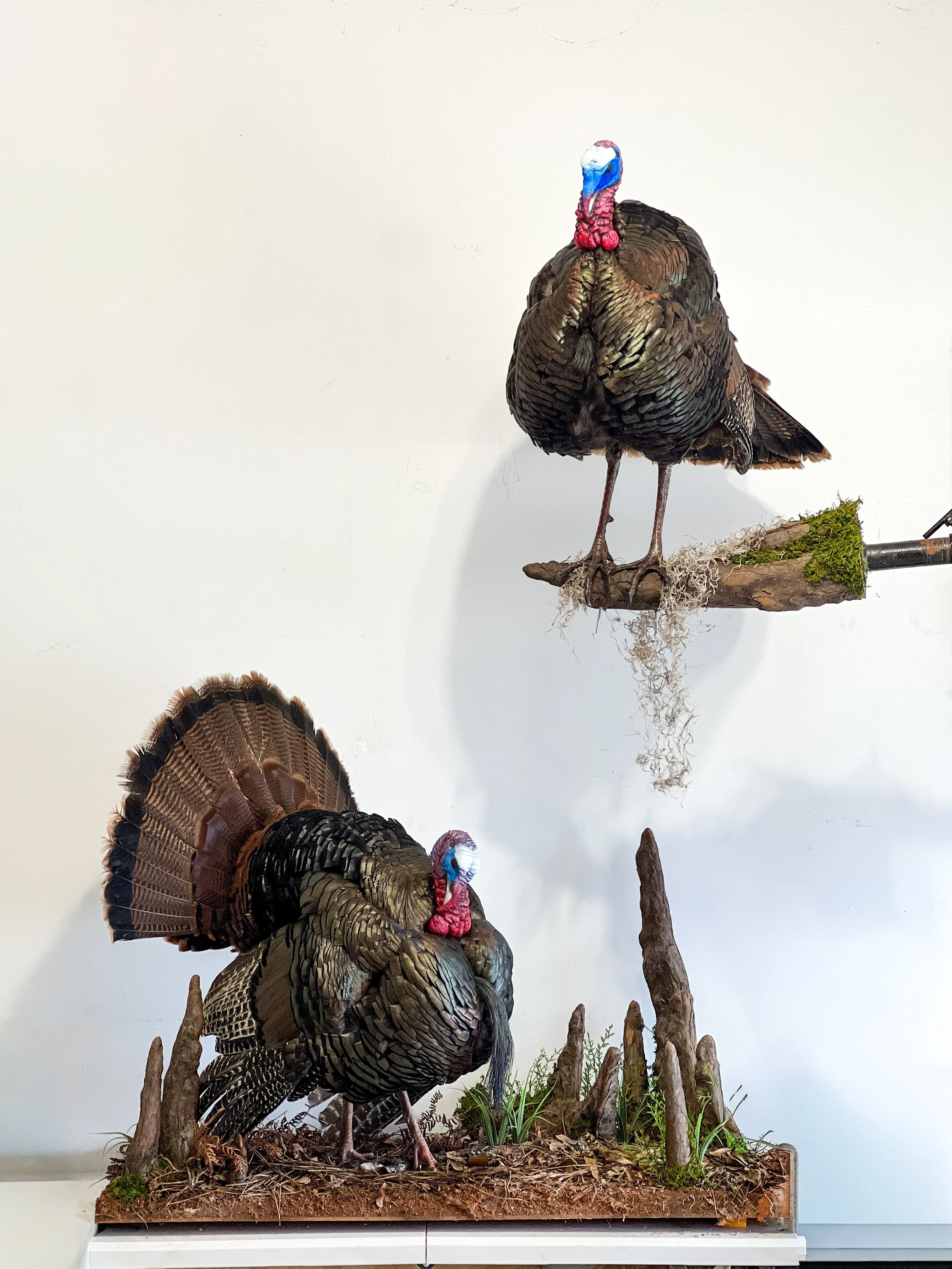 turkey taxidermy with custom bottomland habitat