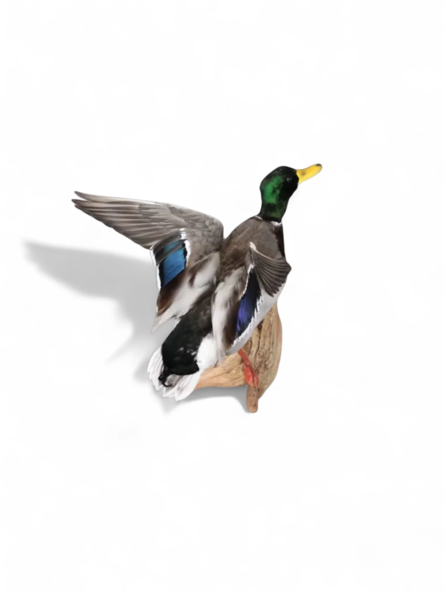 mallard drake waterfowl taxidermy