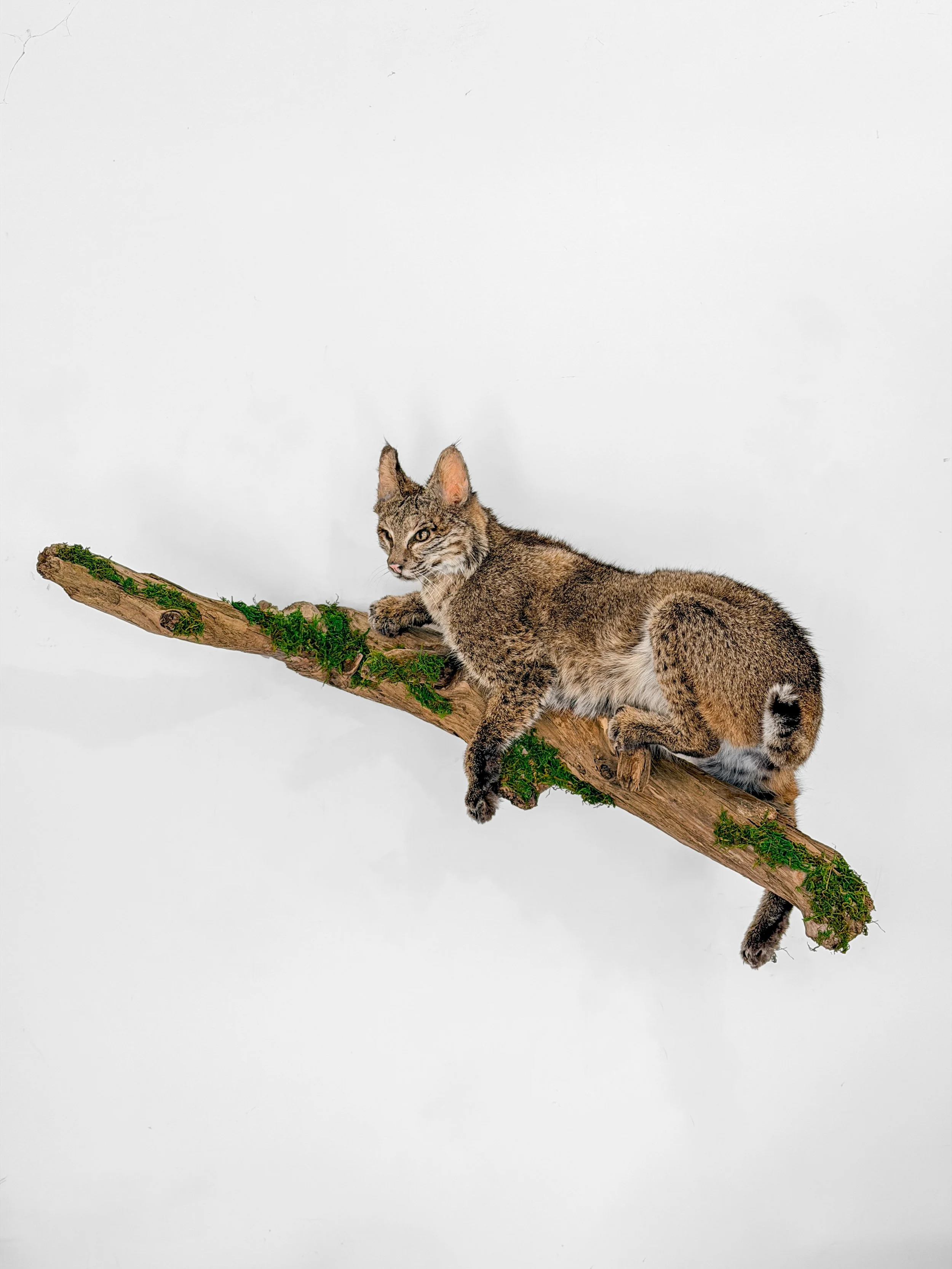 bobcat taxidermy on branch