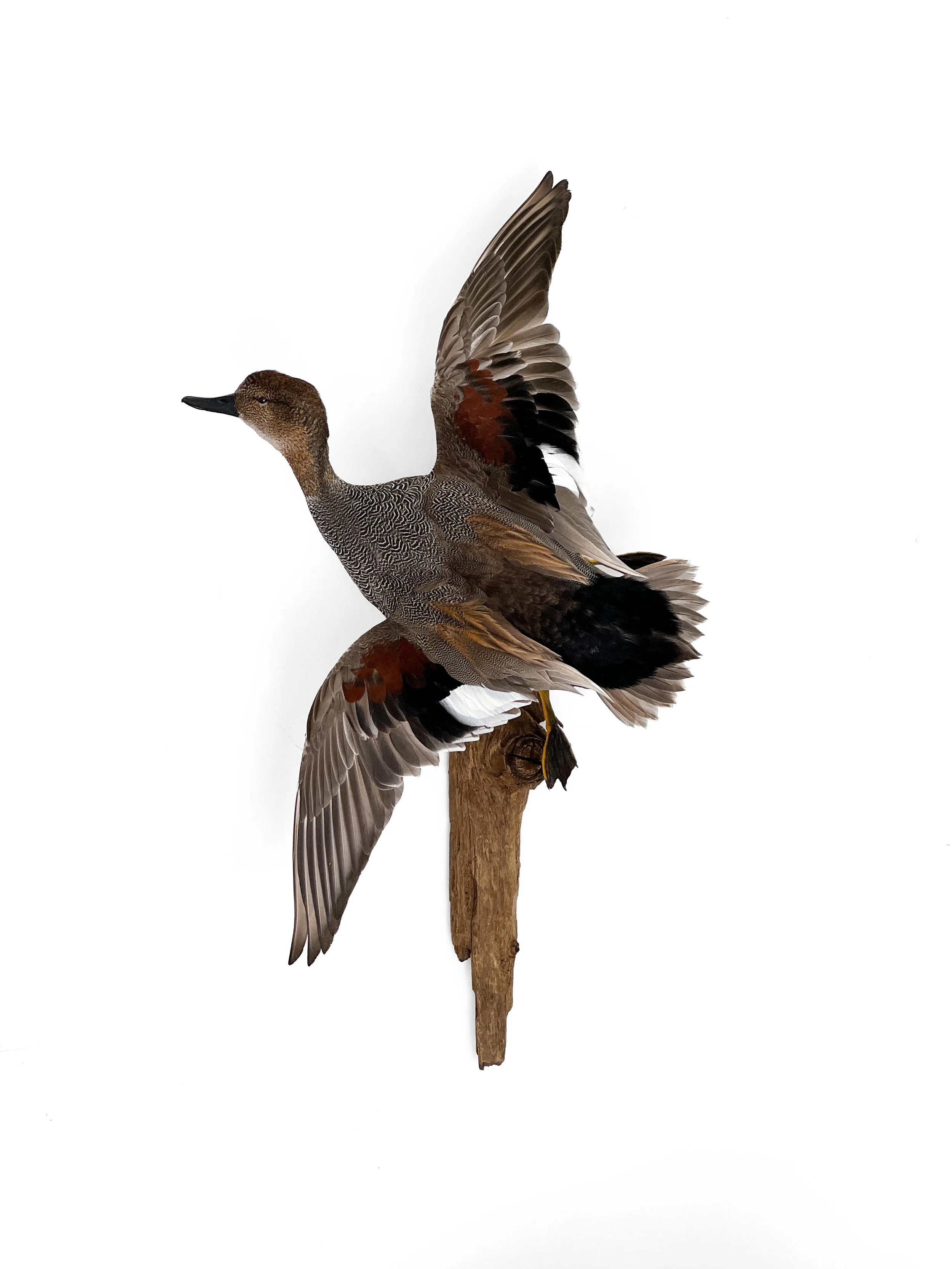 gadwall duck taxidermy
