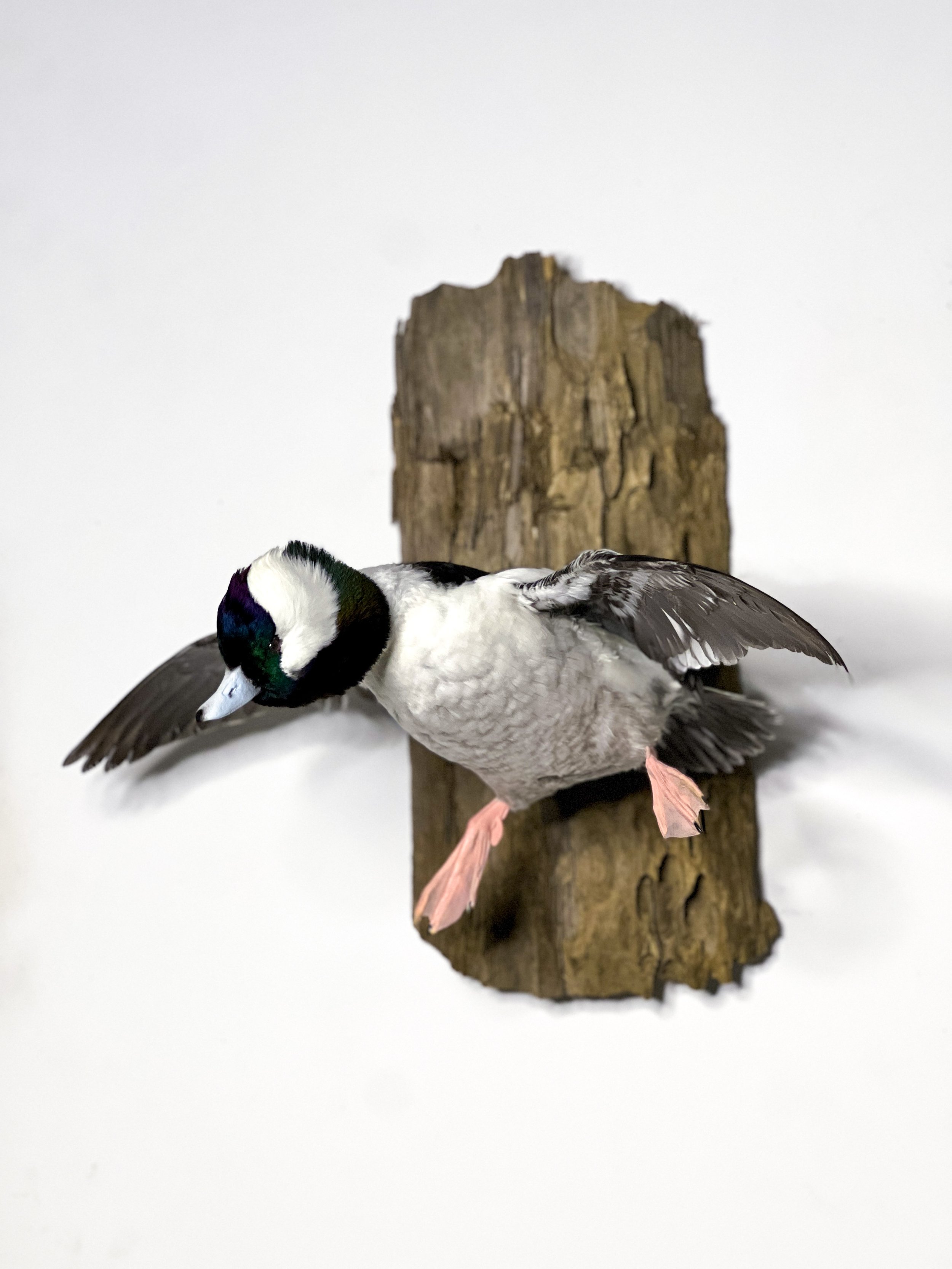 Buffle Head Duck Taxidermy
