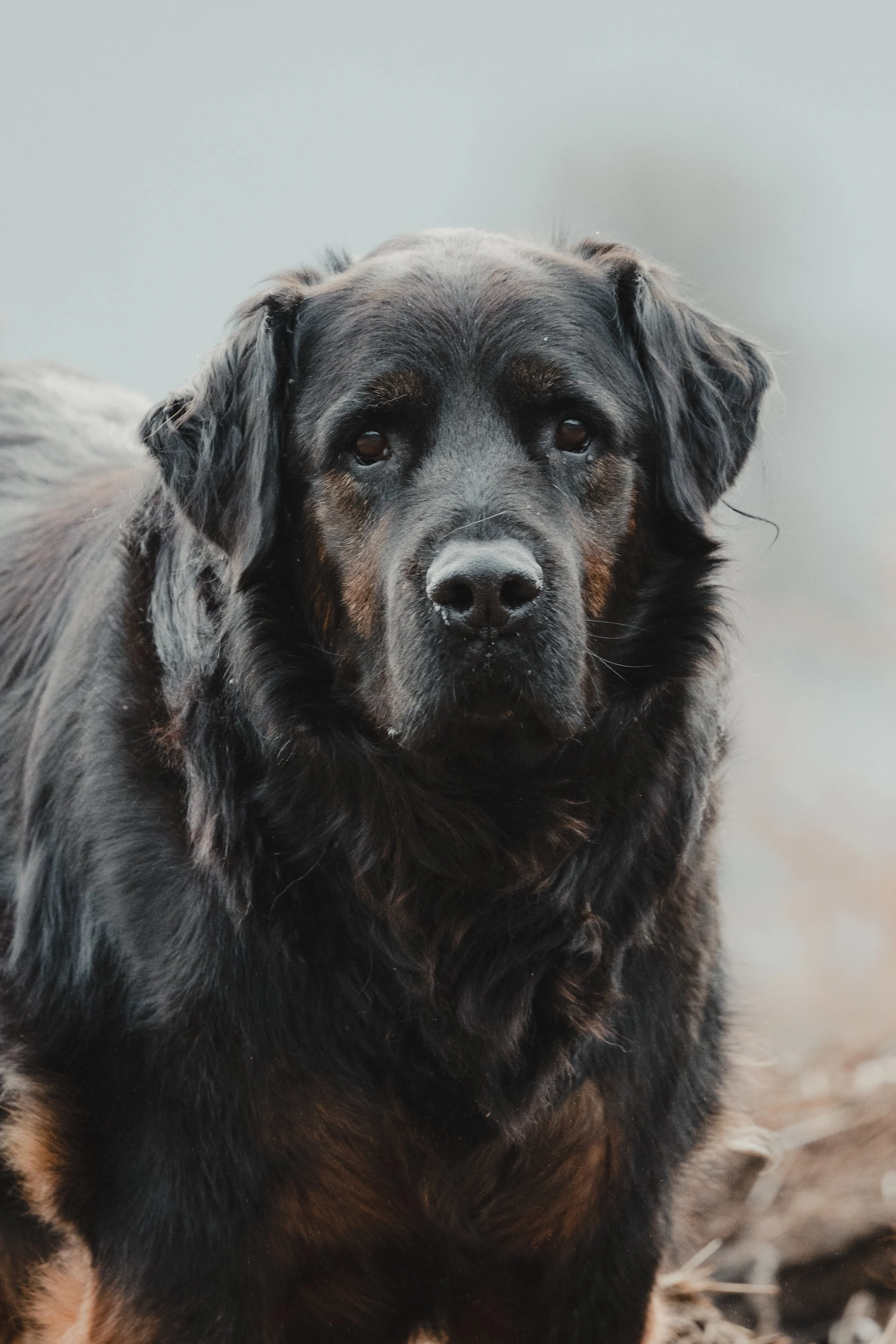 Dogs-5.jpg