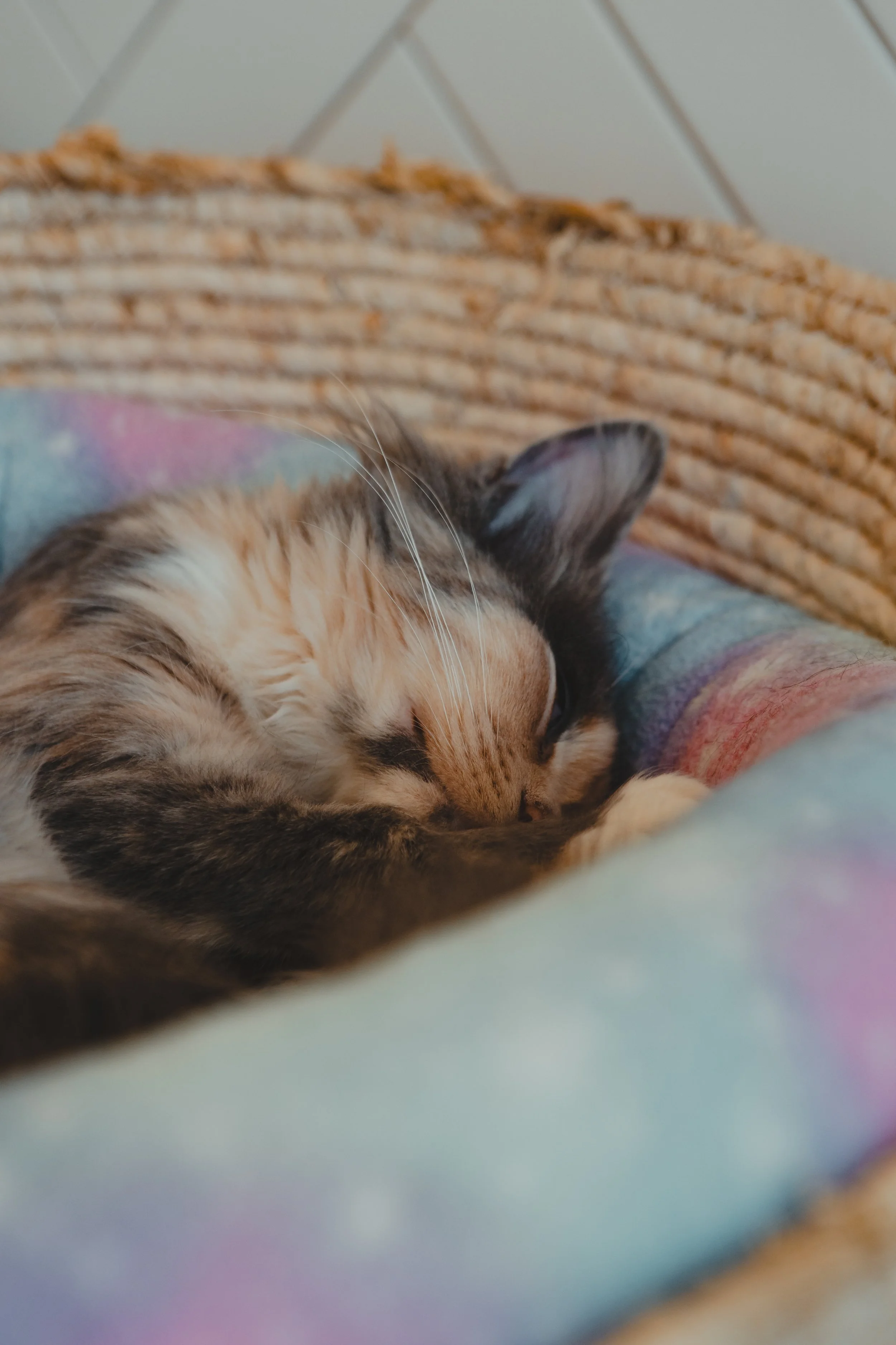Cats-5.jpg