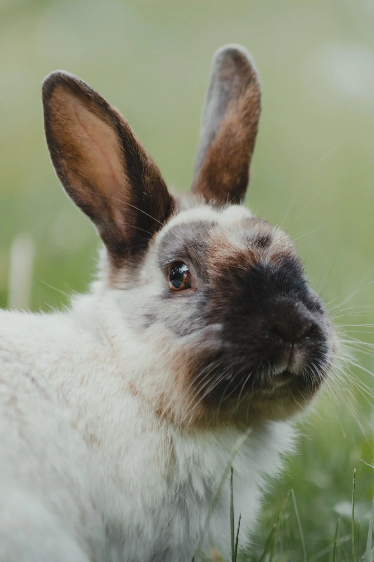 Animal 13.jpg