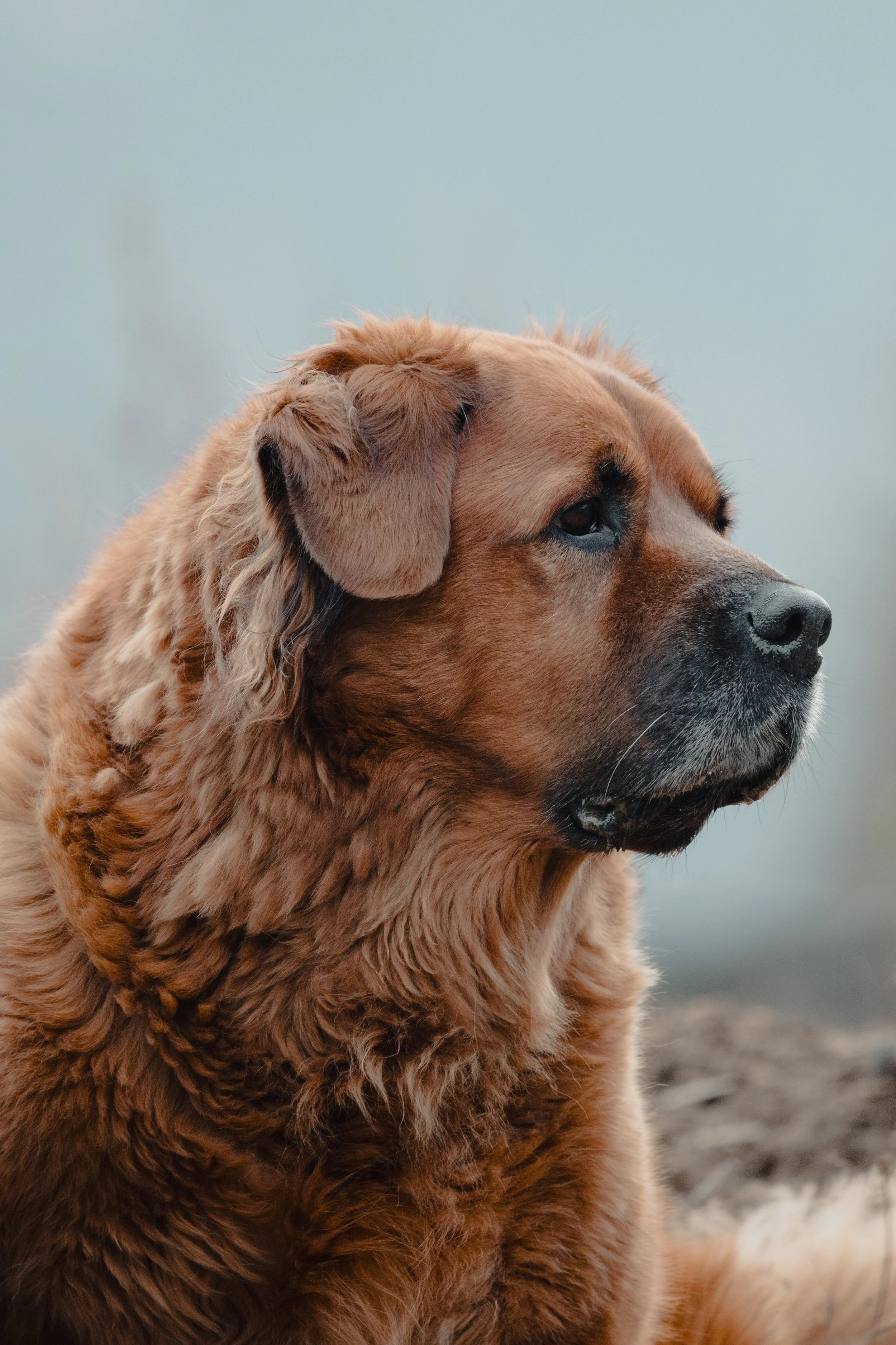Dogs-1.jpg