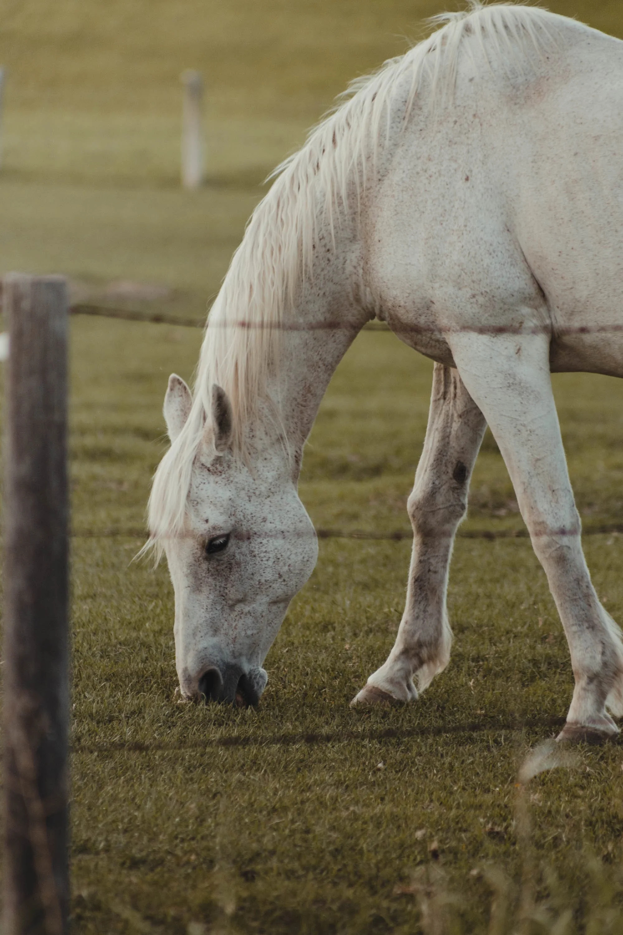 White Speckled Horse.jpg