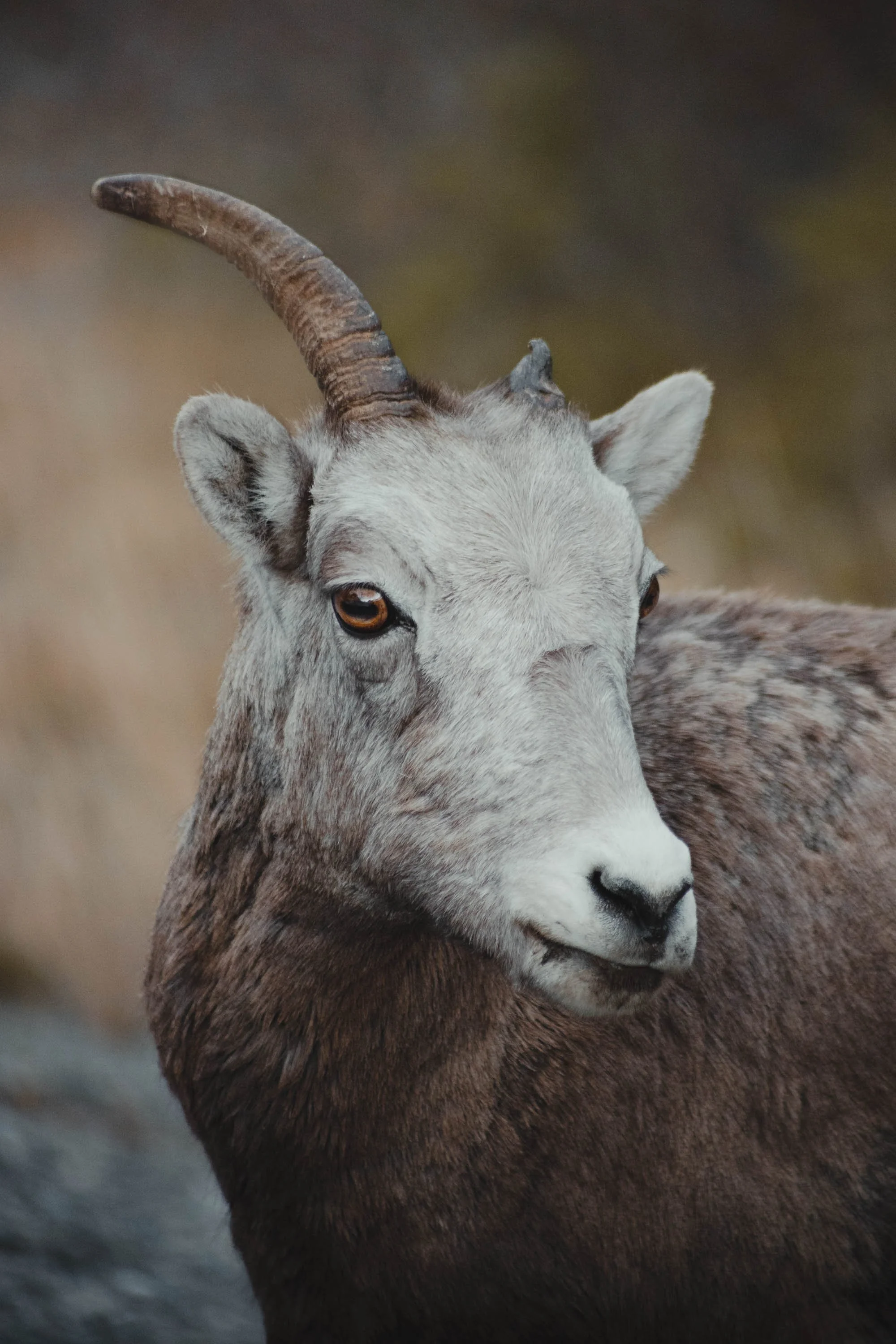 Animal 26.jpg
