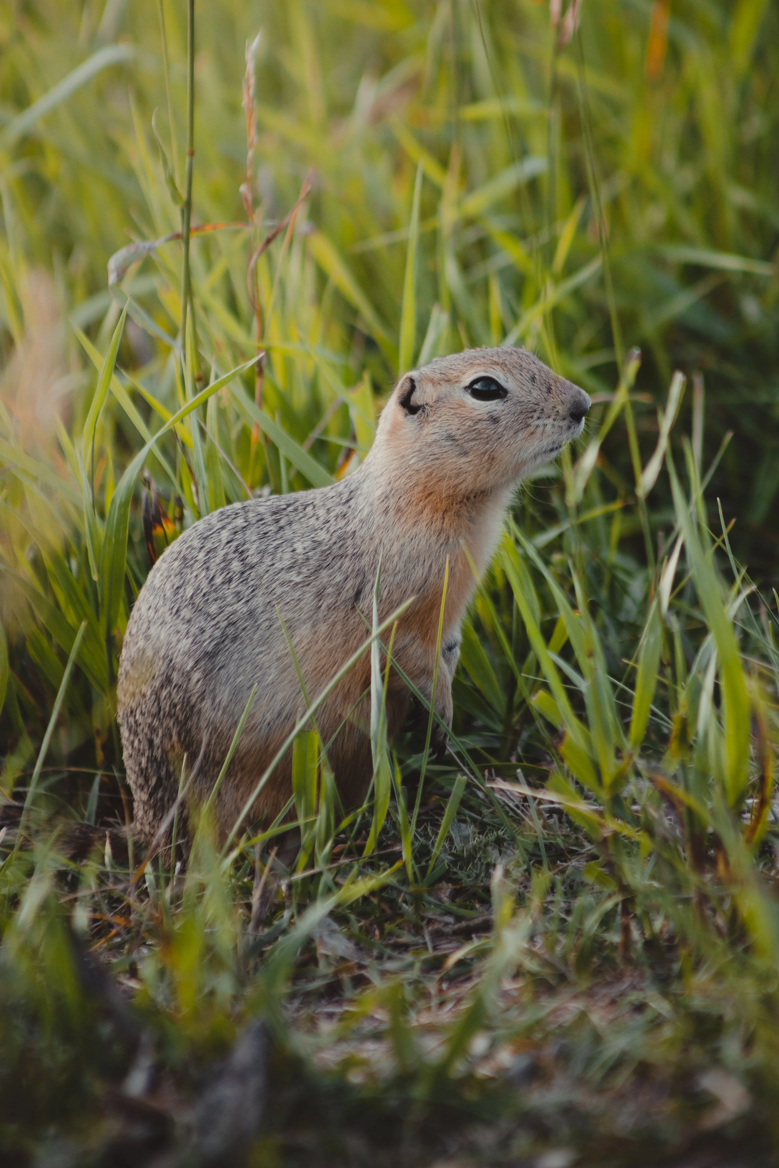 Gopher Chestermere Lake-2.jpg