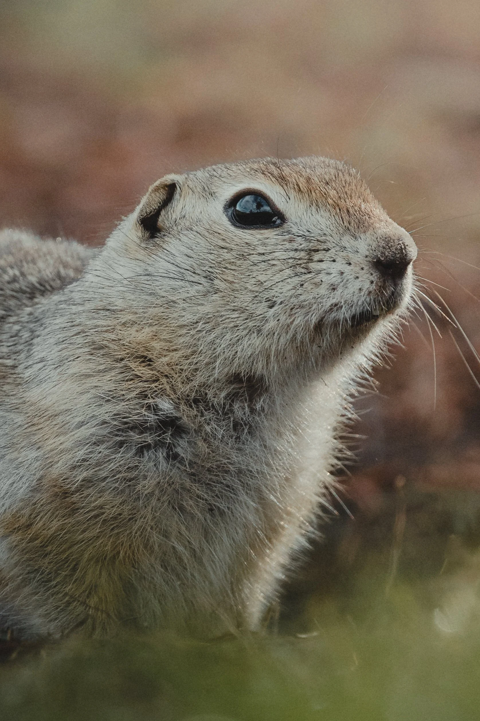 Animal 20.jpg