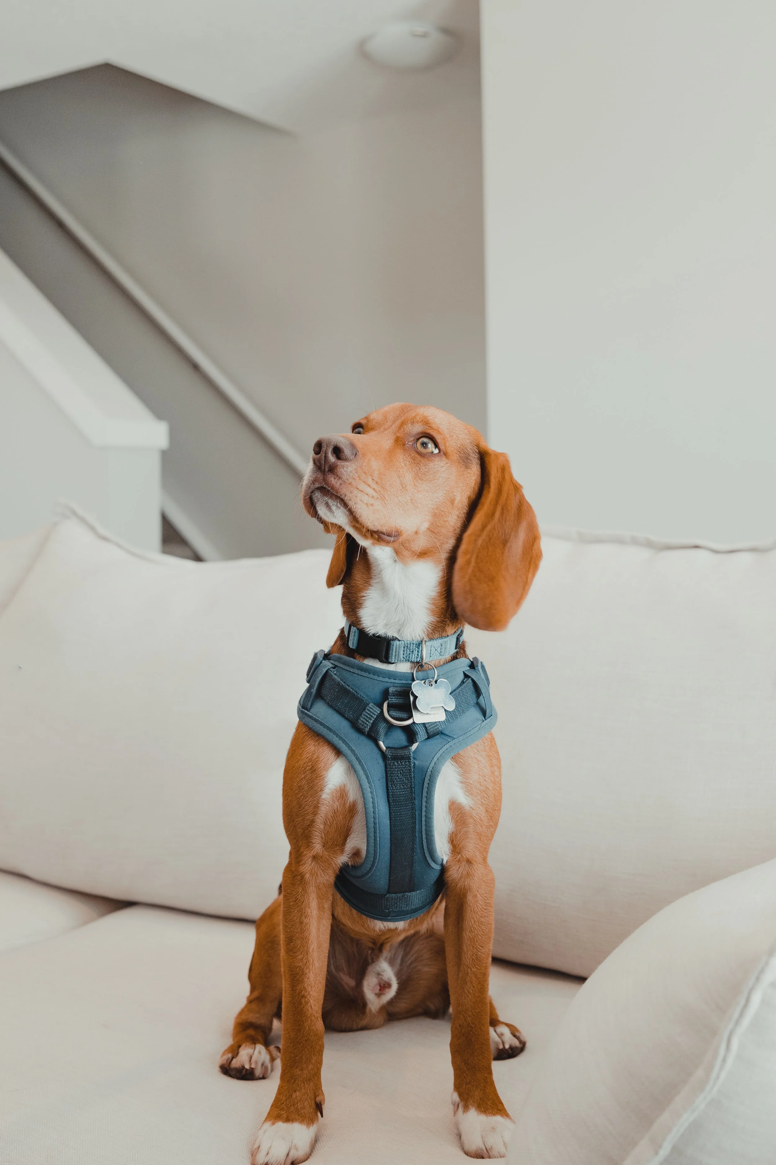 Bruno-1.jpg