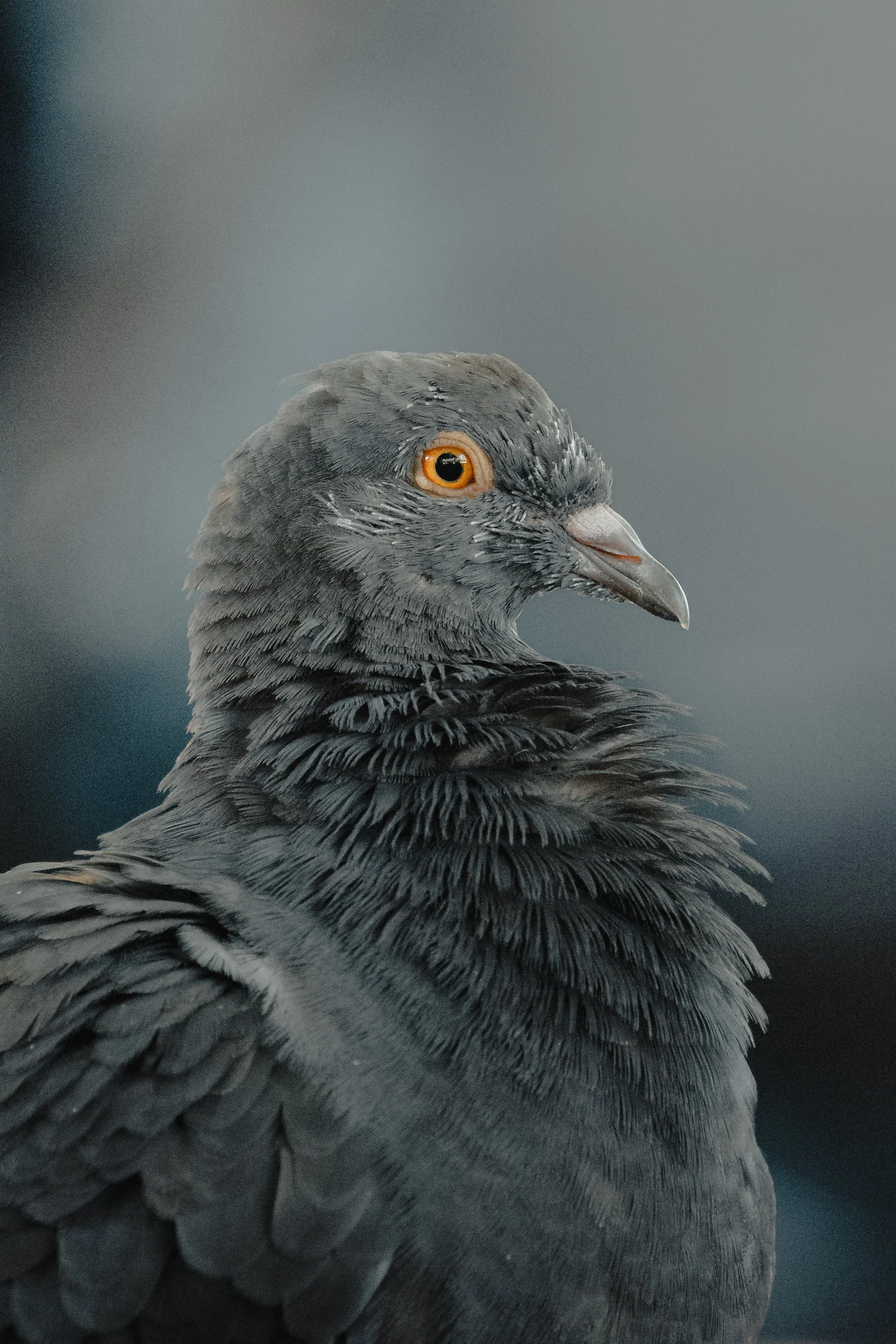 Animal 8.jpg