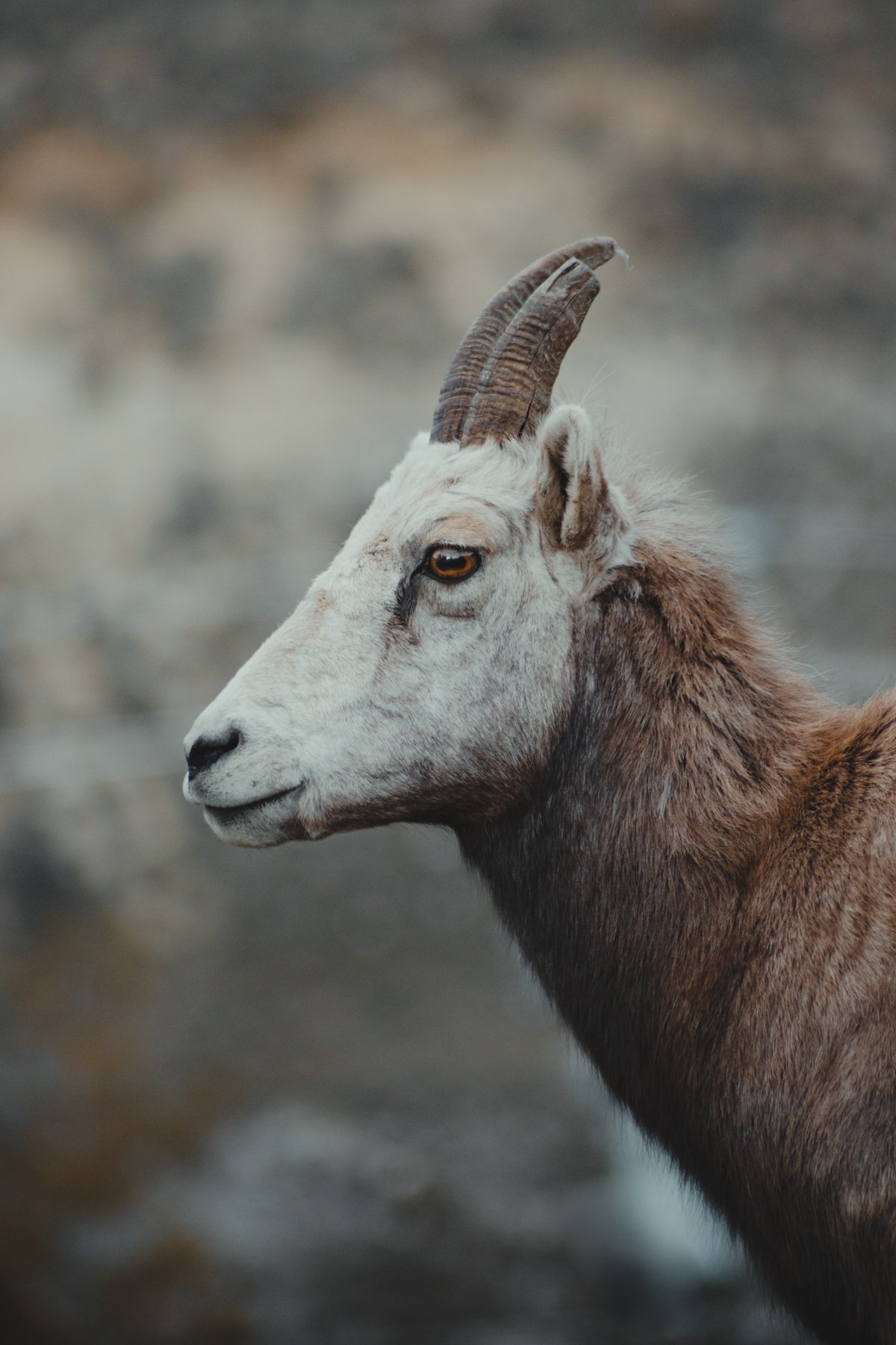 Goat Radium 1.jpg