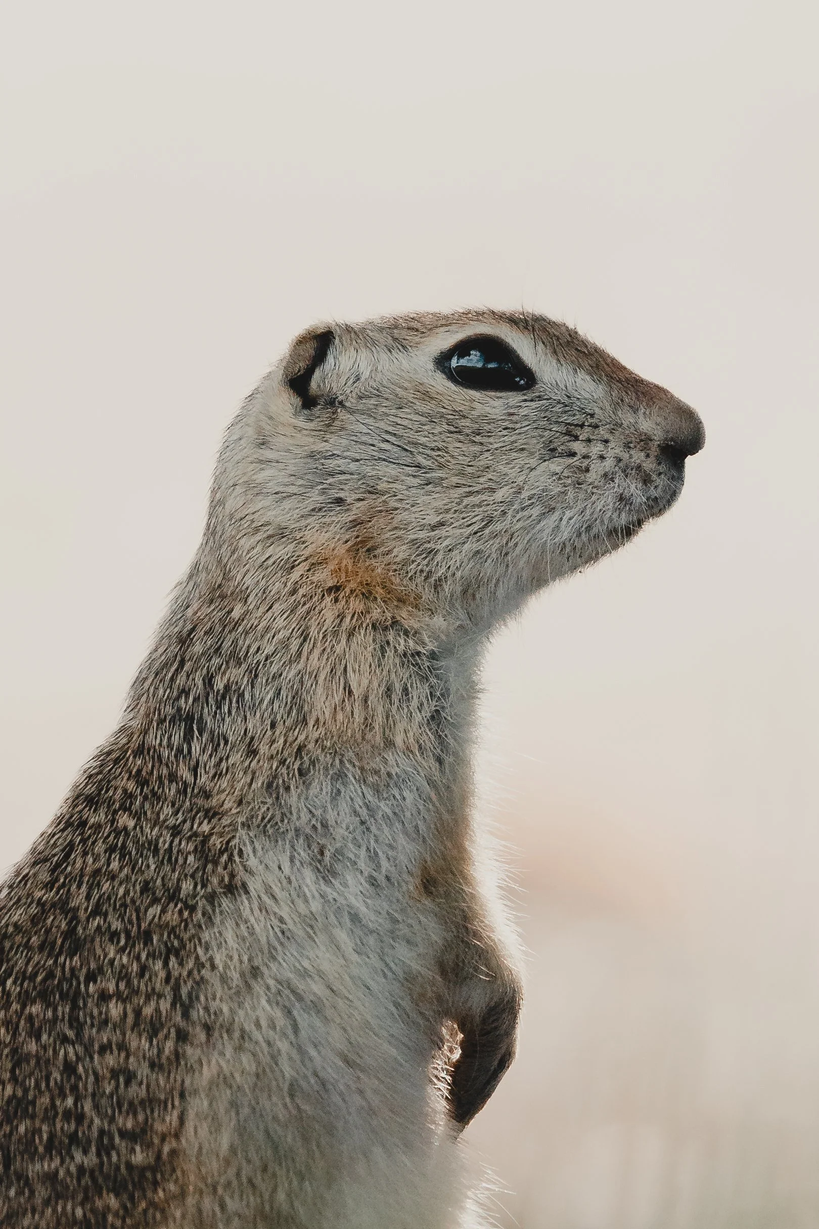 Animal 22.jpg