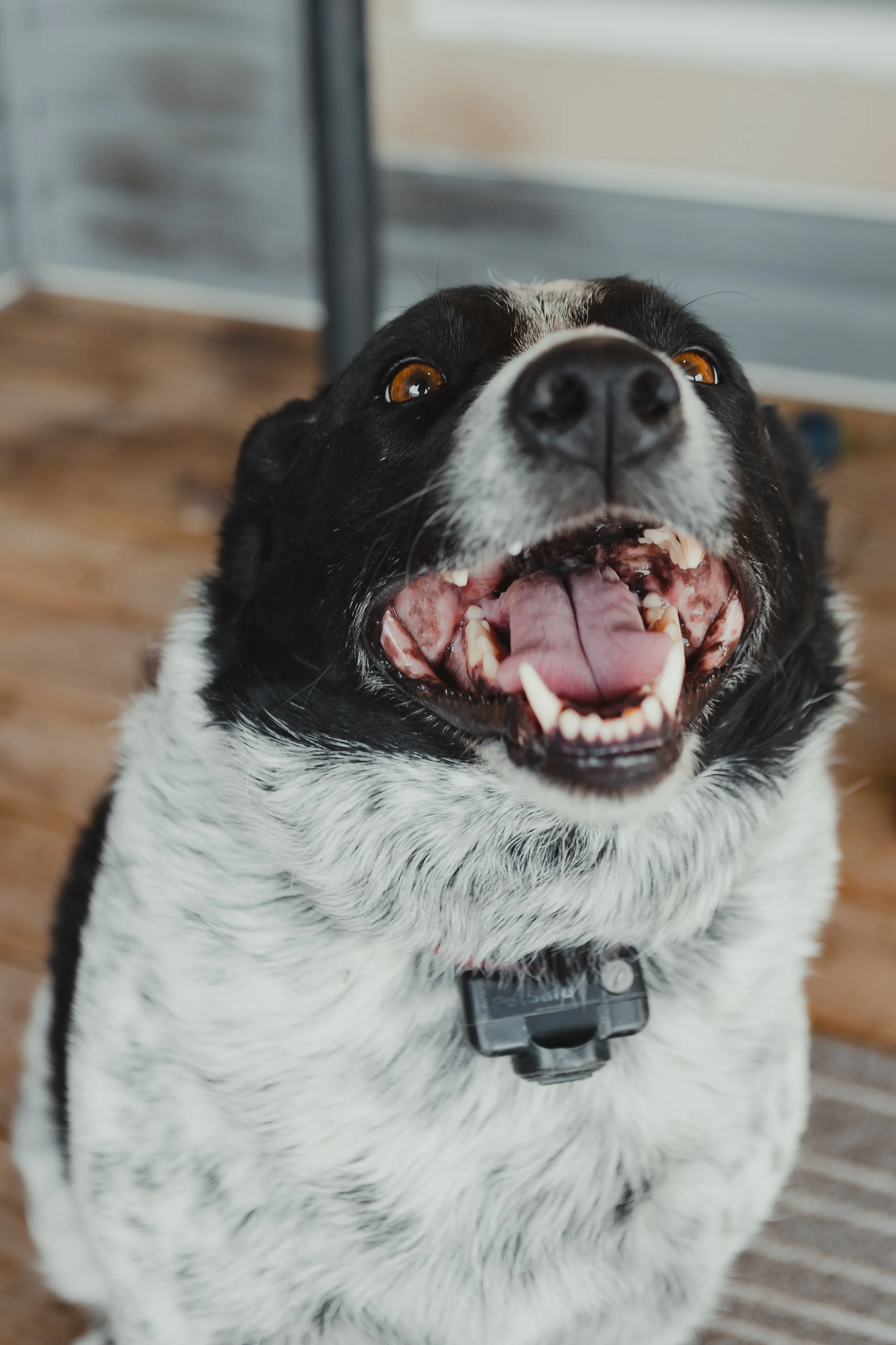 Dogs-4.jpg