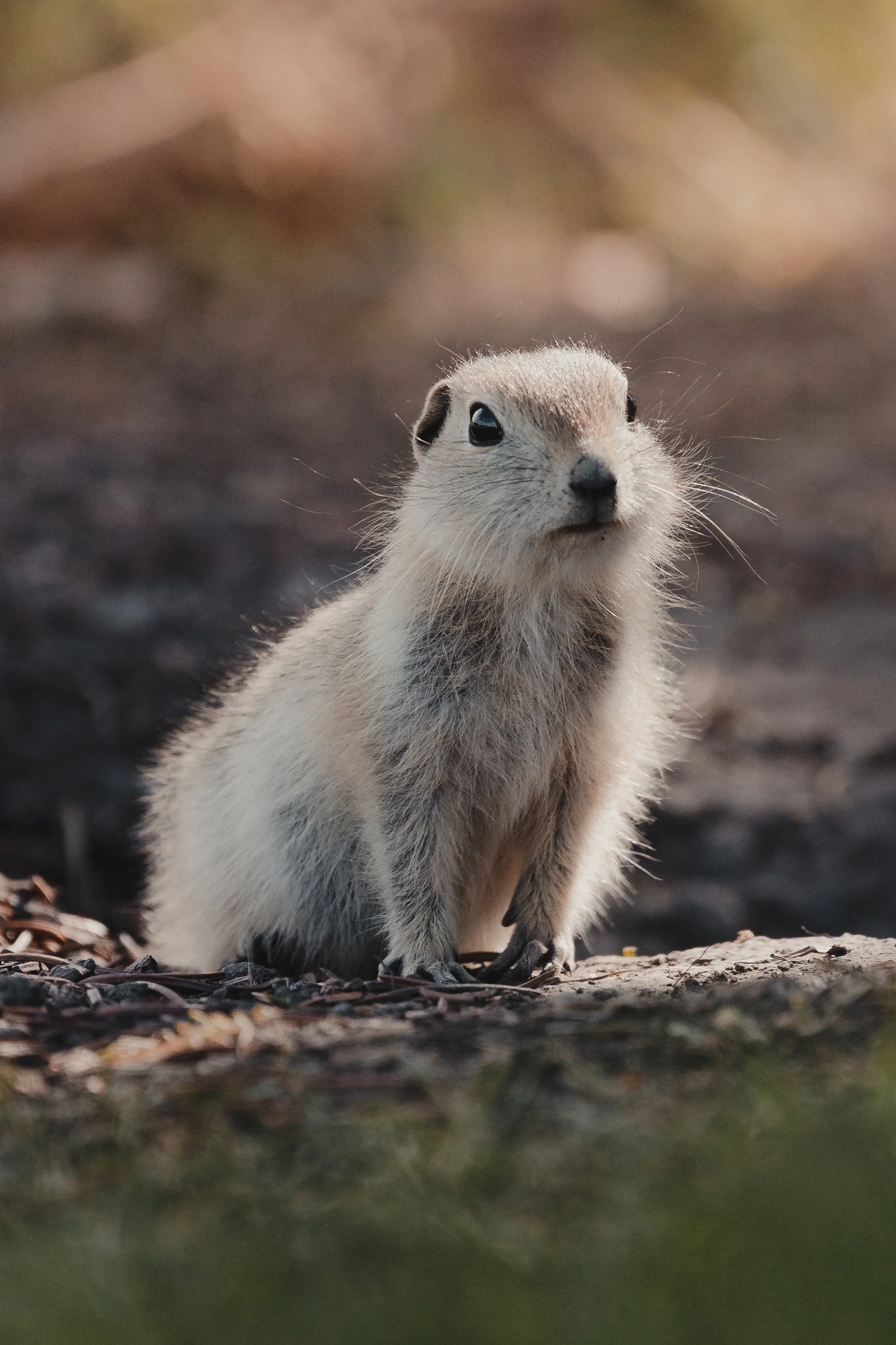 Animal 23.jpg
