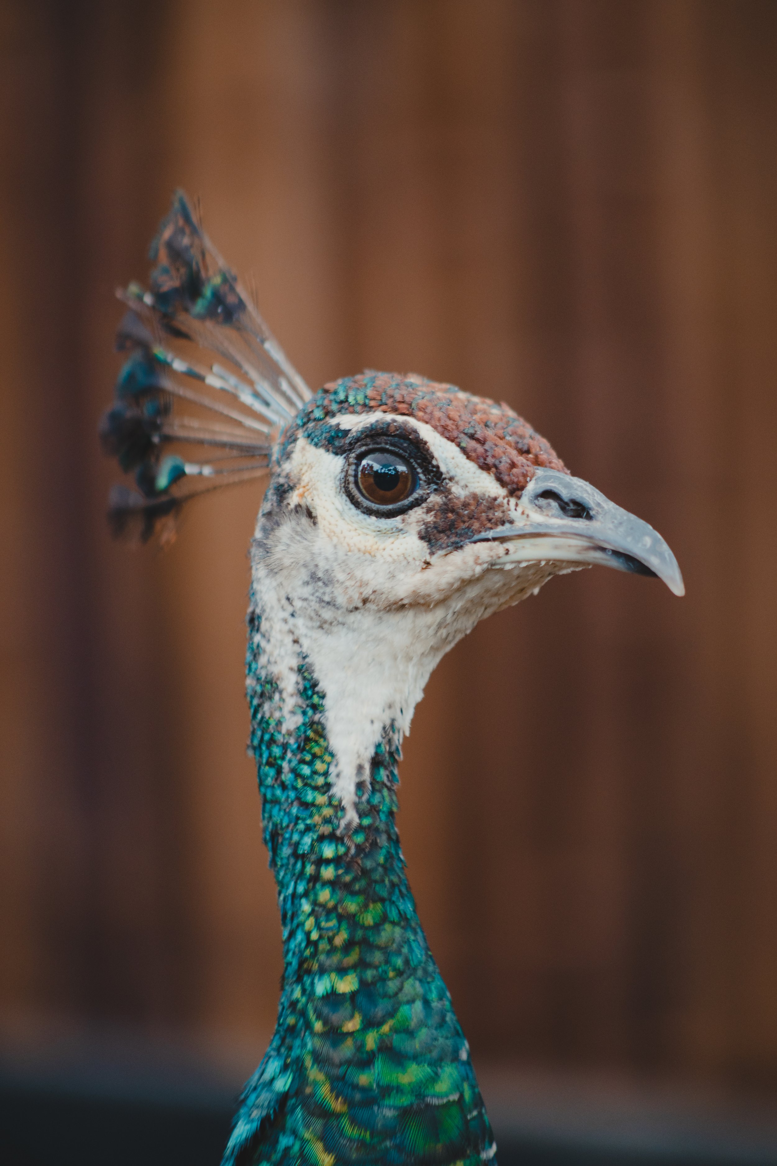Animal 10.jpg
