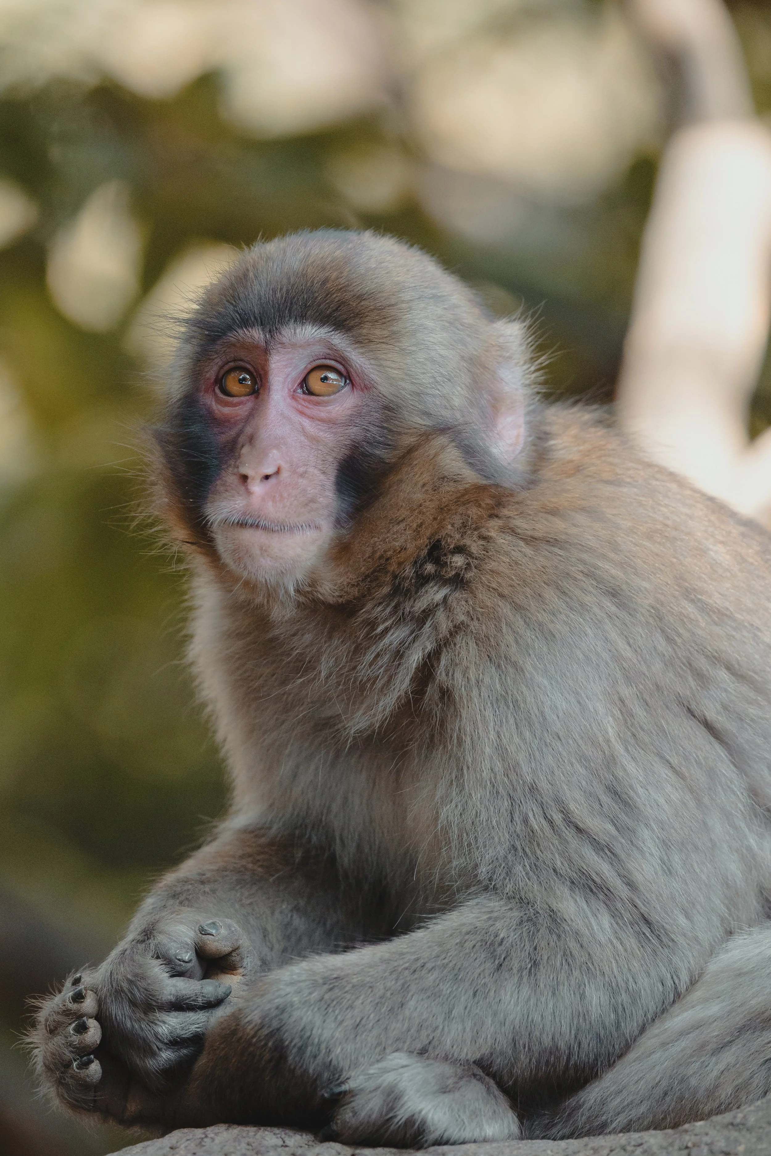 Animal 4.jpg