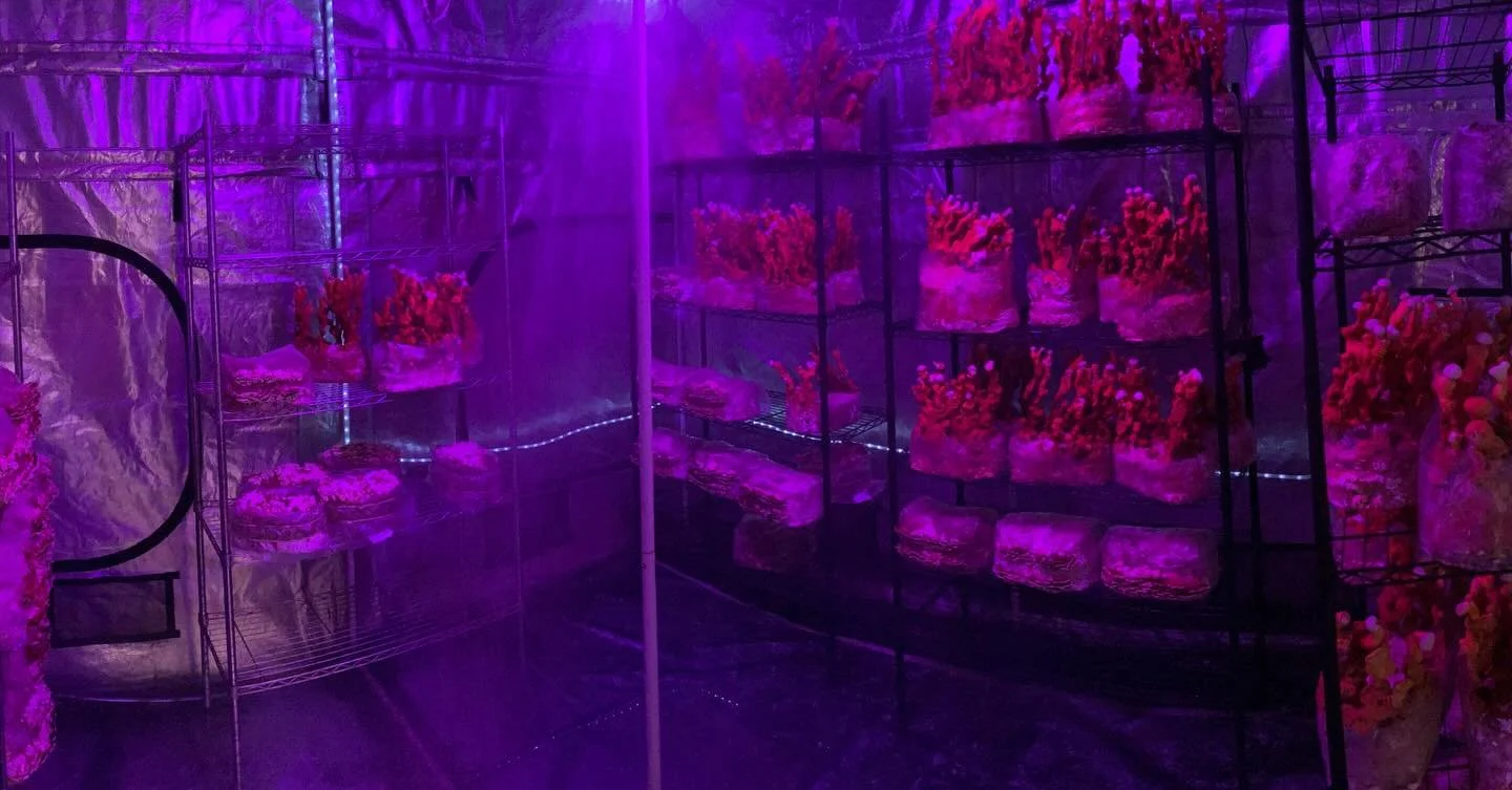 Medicinal Grow tent is thriving with Reishi and Turkey Tail mushrooms!
Www.merrymushroommaidens.com #gorillagrowtents #reishi #turkeytailmushroom