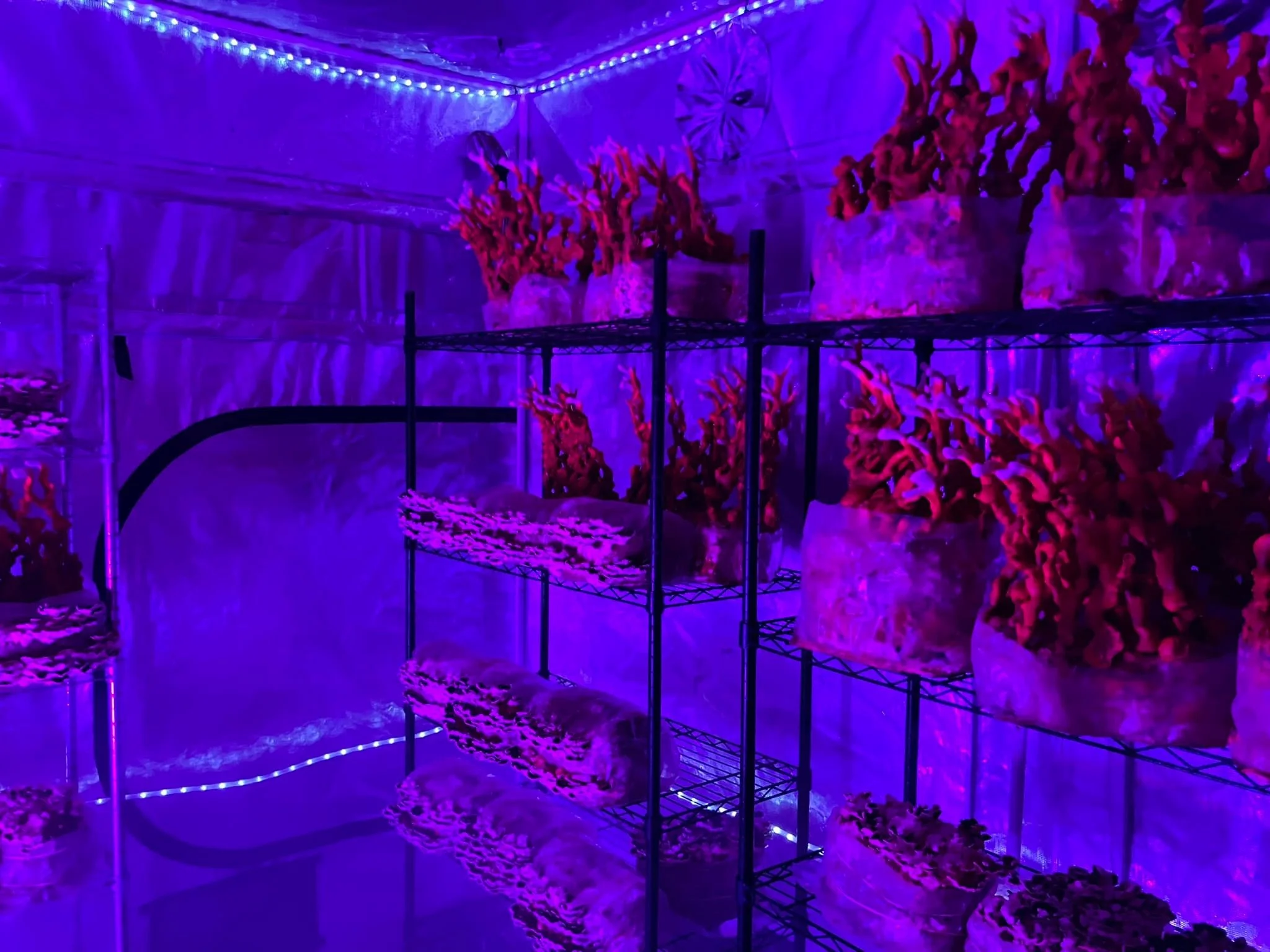 We ❤️ out Turkey Tail &amp; Reishi mushrooms. Been trying diffrent positioning and spectrum of lighting!. Cool to see them take shape👍www.merrymushroommaidens.com
#gorillagrowtents #MushroomMagic  #reishimushroom #ReishiBenefits #turkeytailmushroom
