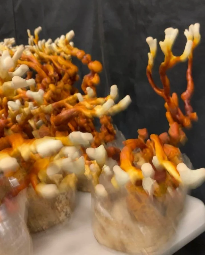A few Reishi mushrooms fresh out of the grow tent. So cool how you can minipulate the growth of the Antler Reishi with diffrent light and Co2 levels it never gets old😁
#reishimushroom #medicinalmushrooms

Www.merrymushroommaidens.com