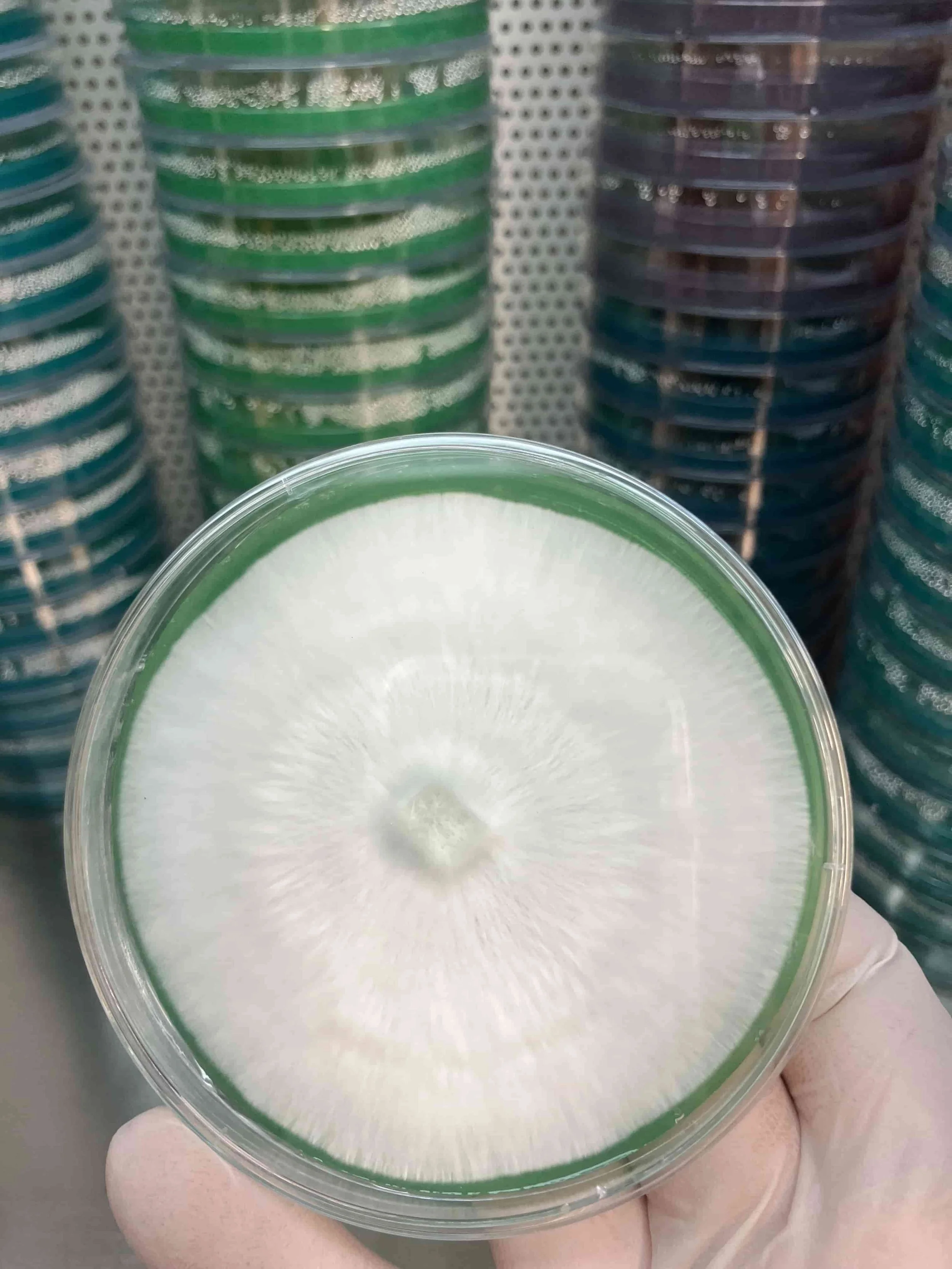 Shop for Isolated mycelium plate 
