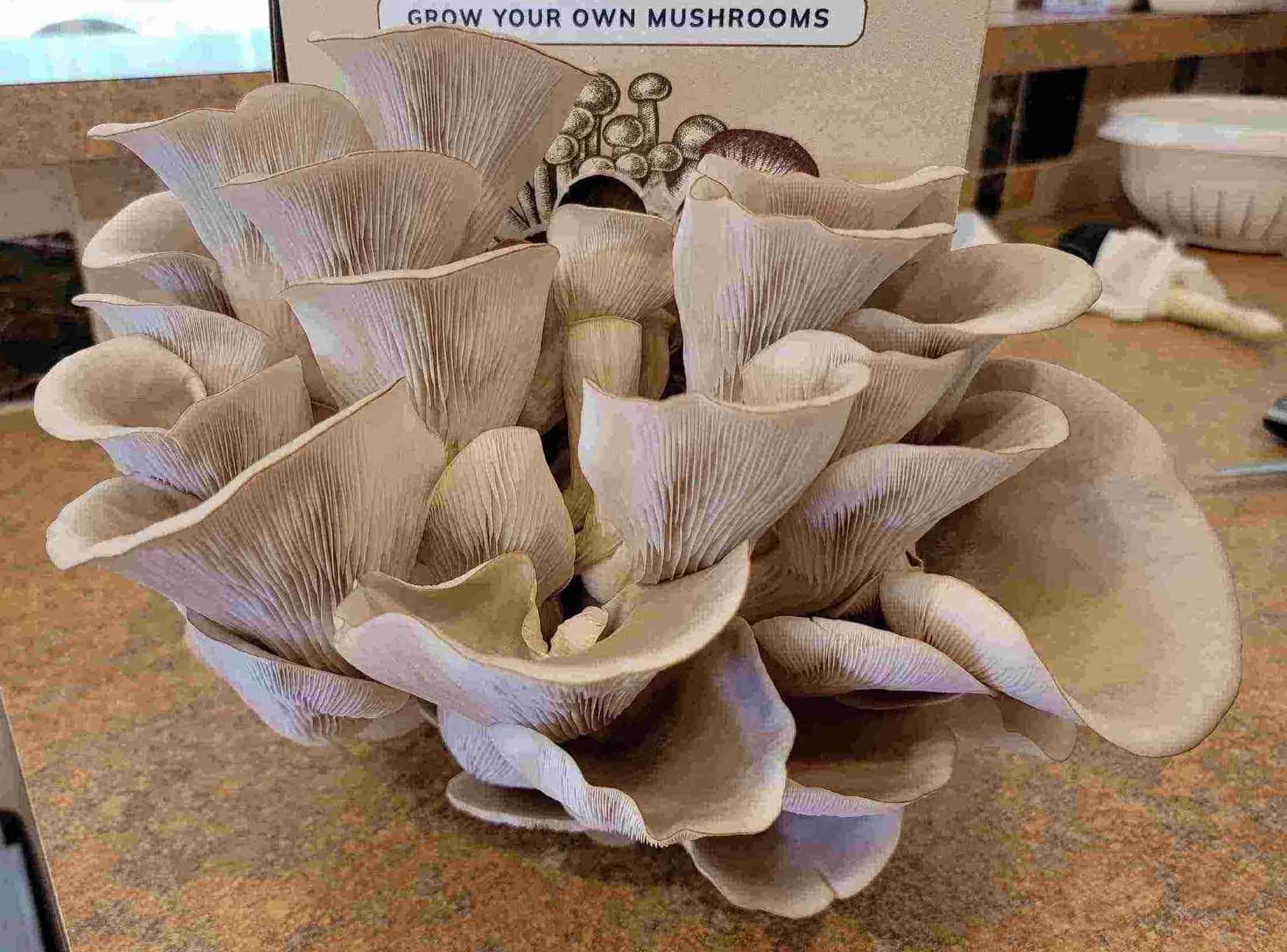 Blue Oyster Mushroom Grow Kit