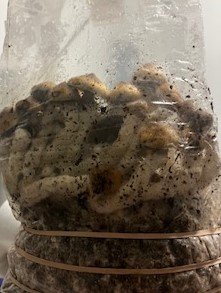 All In One 6 lb. Mushroom Grow Bag