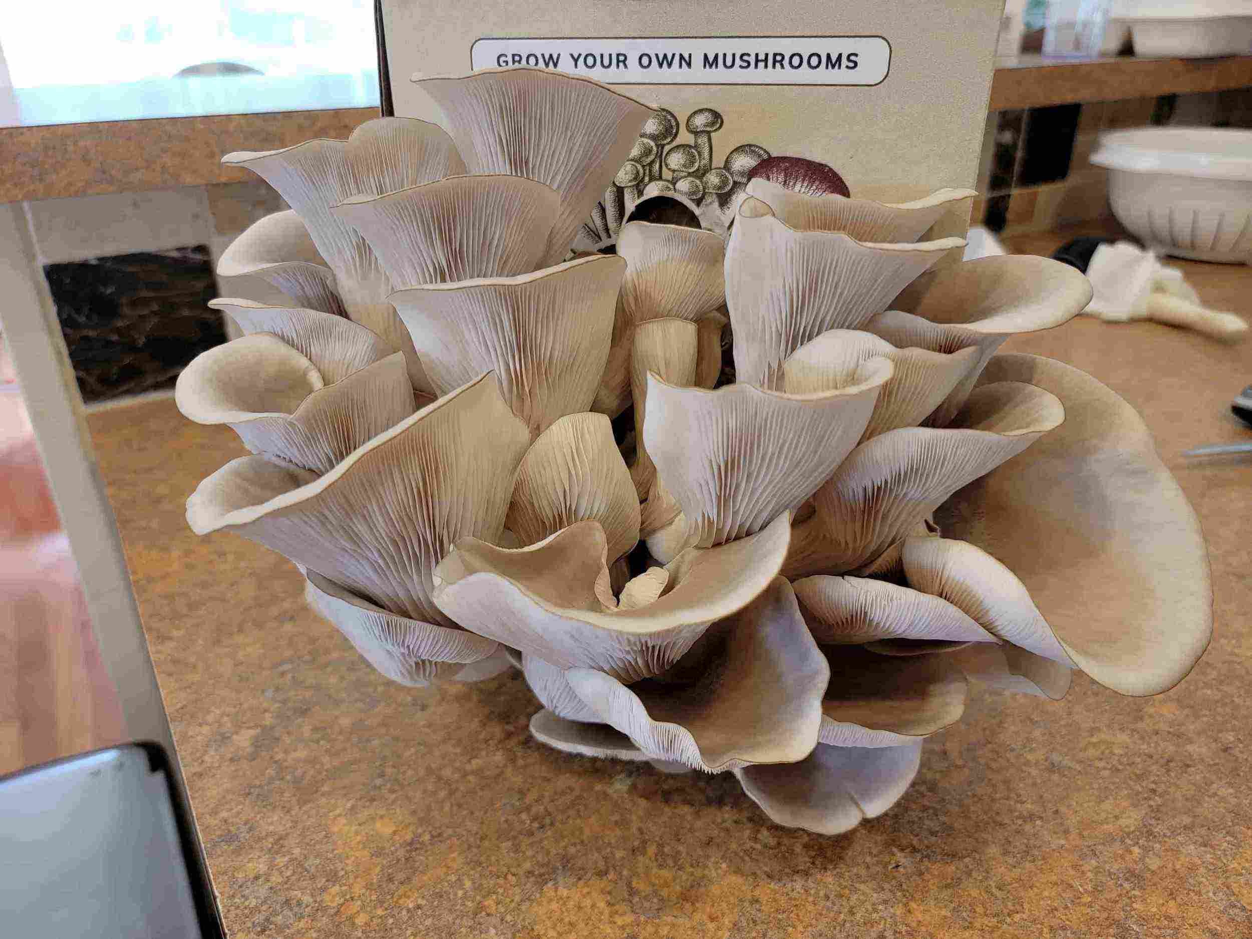 mushroom growing kits