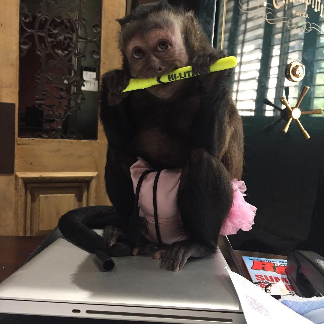 Hanging out in the office! #mollymonkey #mollythemonkey #capuchin #friday #animals
