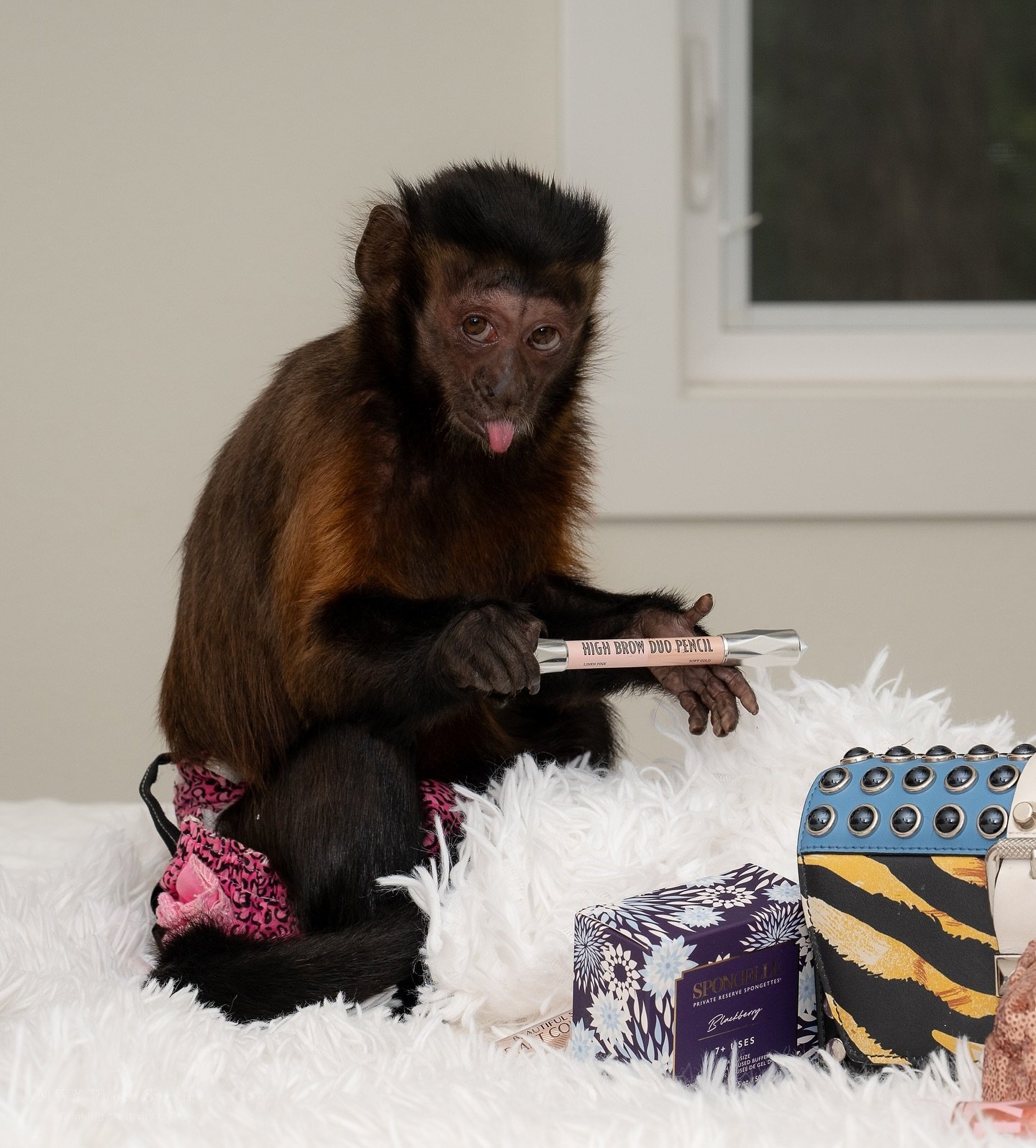 Did you know monkeys love makeup?? Well Molly does! One of her favorite things is stealing lip gloss out of purses🤭💄💓

#mollythemonkey #monkeys #cappuchin #soyouthinkyouwantamonkey #cutemonkeys #monkeysofinstagram