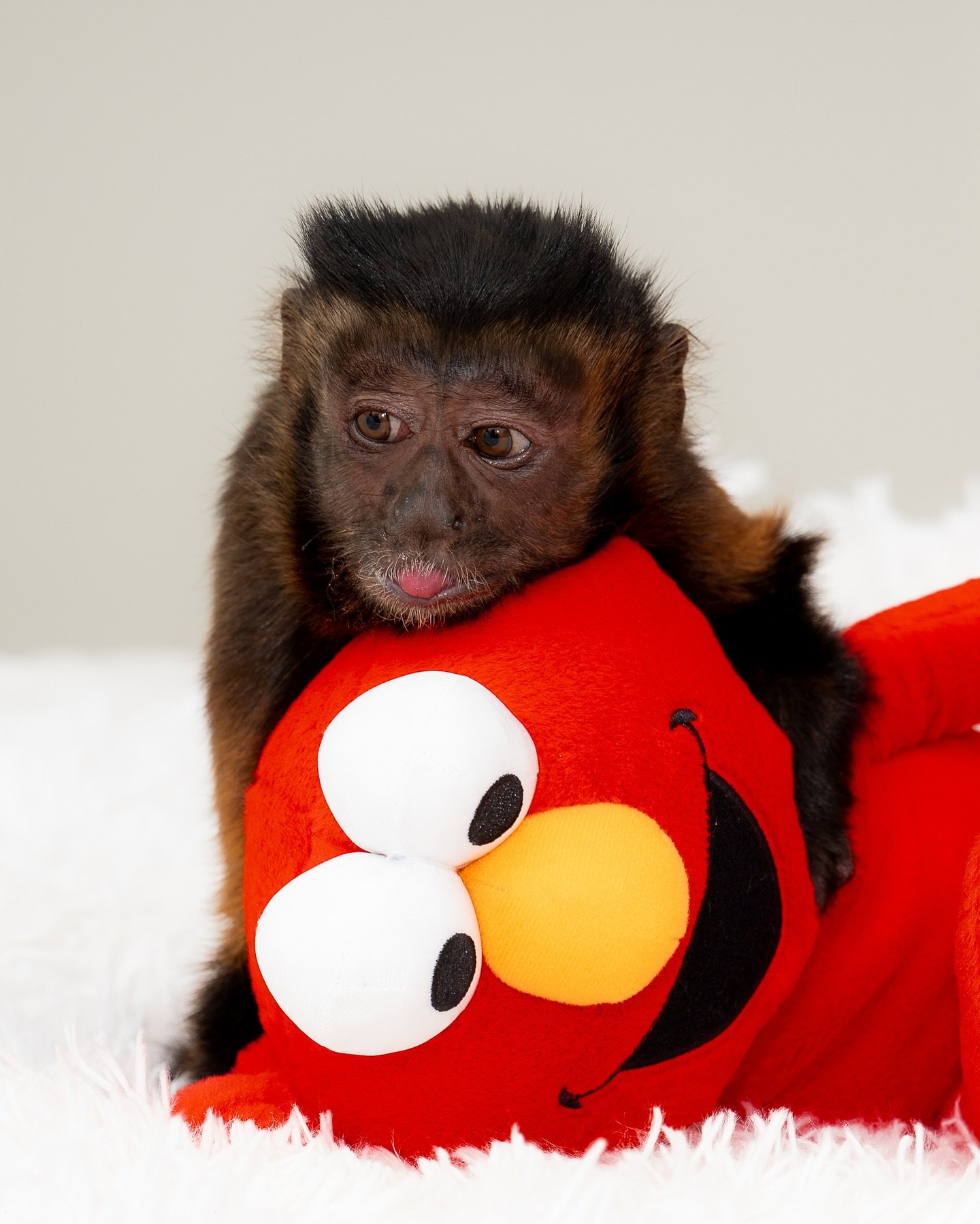 Happy Valentines Day from Molly❤️❤️❤️

#mollythemonkey #soyouthinkyouwantamonkey #petmonkey #cappuchin #babymonkey #monkeybook