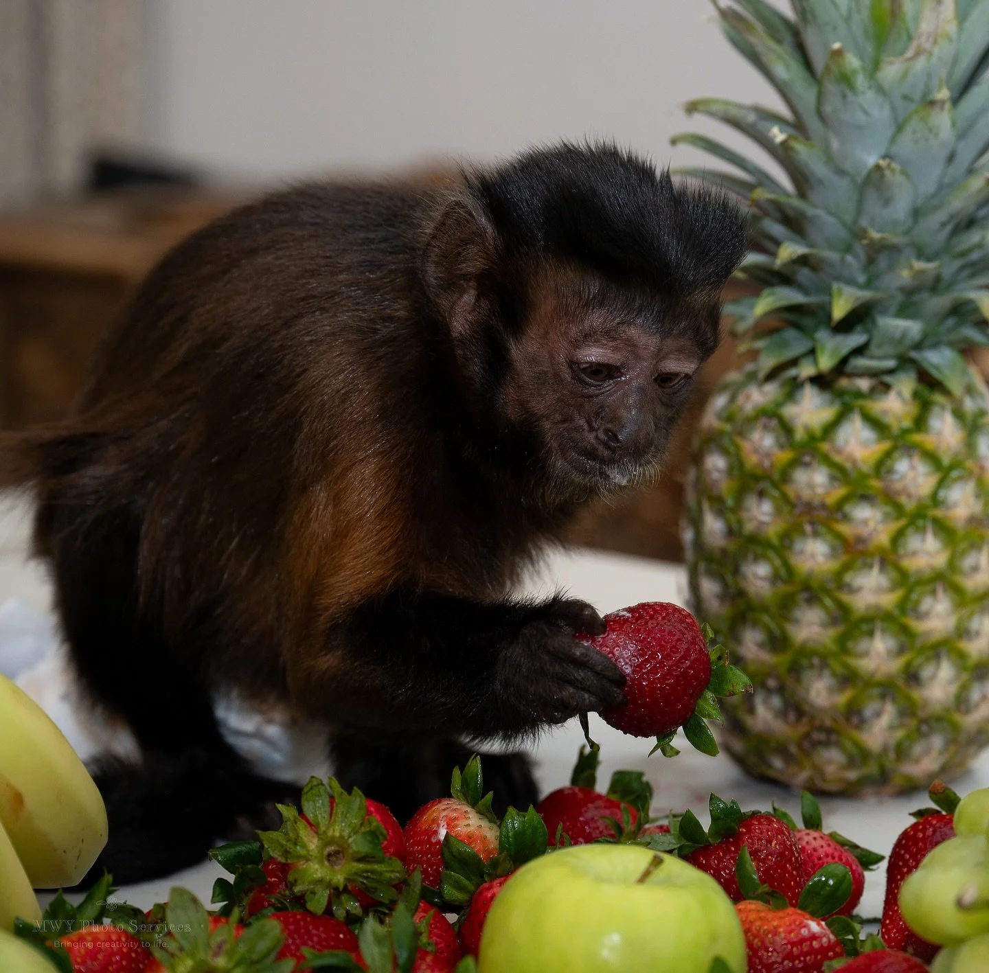 Don&rsquo;t forget to purchase my book &ldquo;So You Think You Want A Monkey?&rdquo; on Amazon🍓🍌🍒 link is in my bio:)

#monkeybook #mollythemonkey #soyouthinkyouwantamonkey #cappuchin #petmonkey #minimonkey