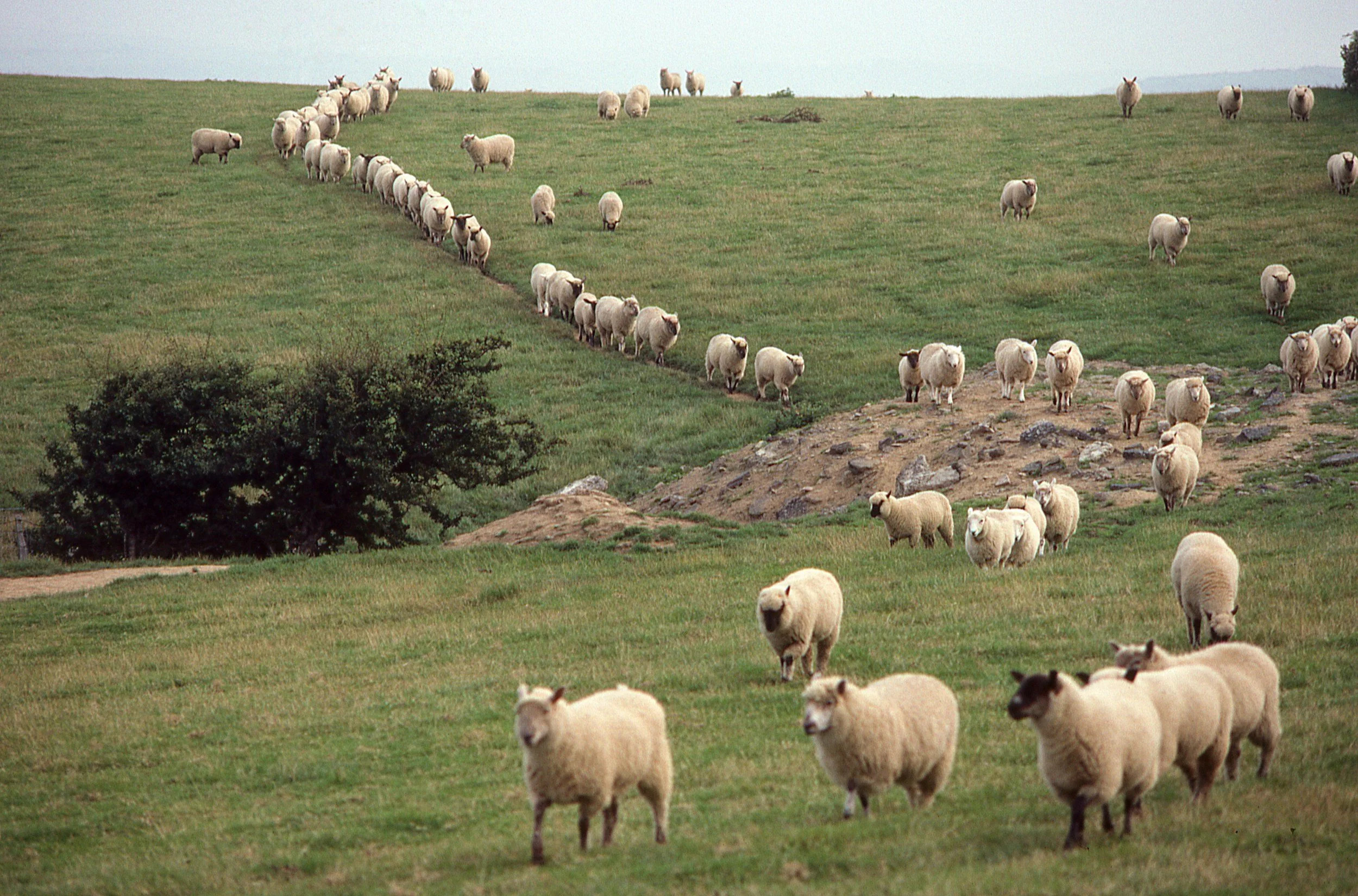 What A Herd Of Sheep Taught Me About Leadership