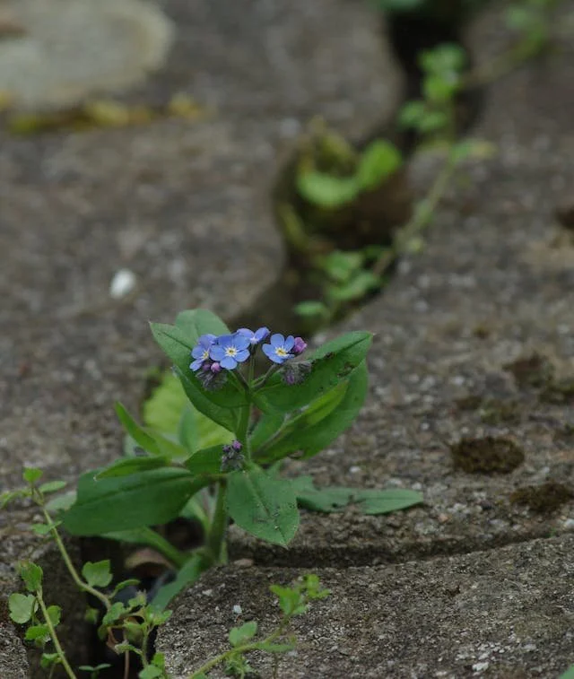 thriving flower growing in concrete crack