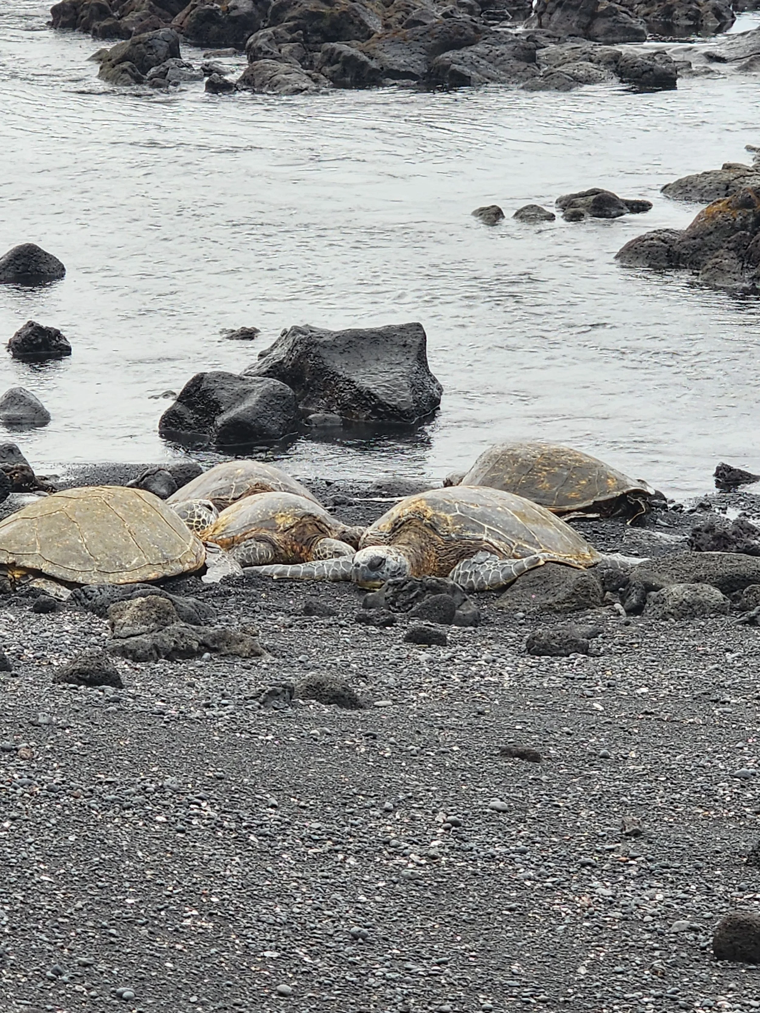 Hawaiian Green Sea Turtles