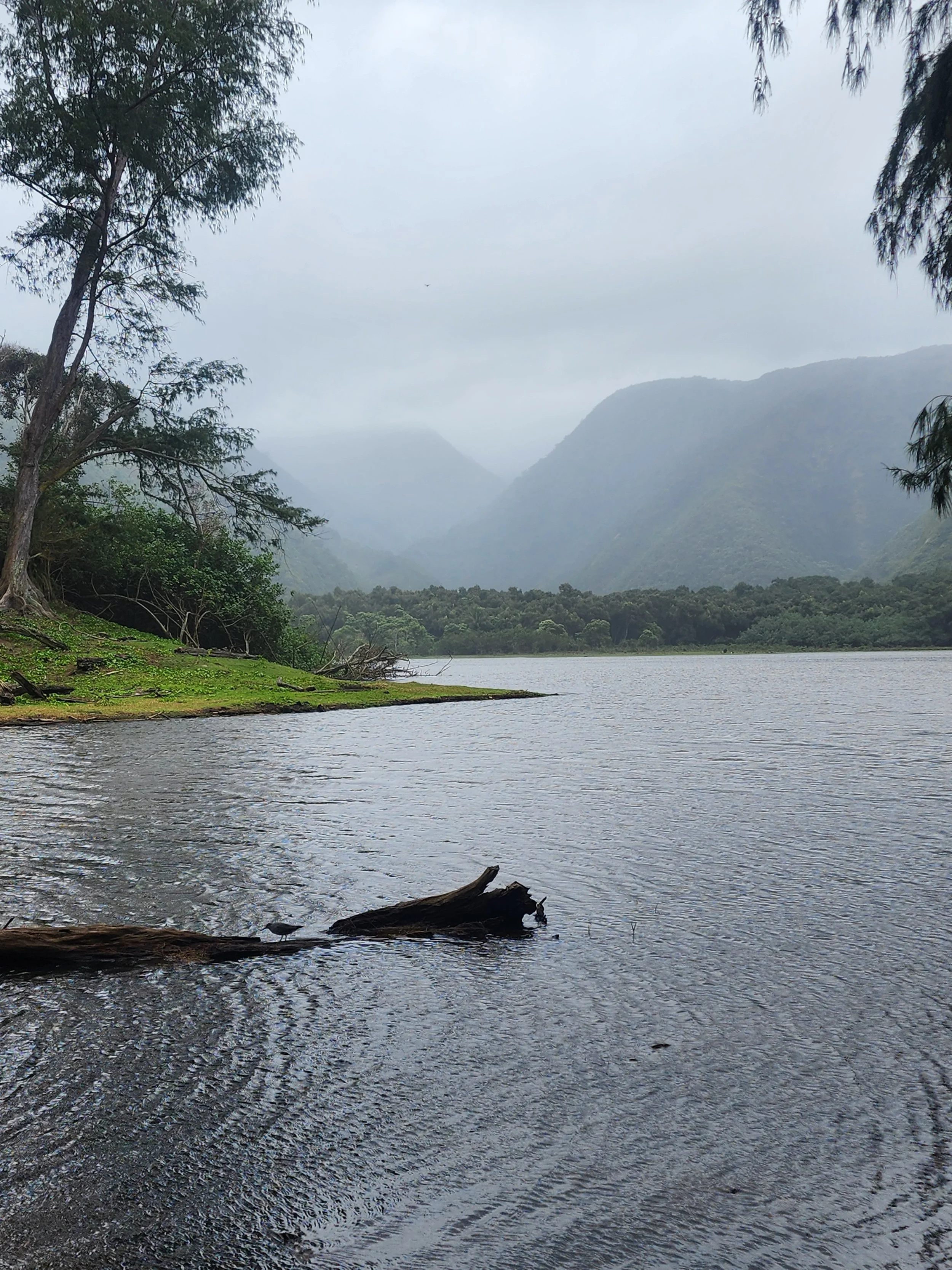 River leading out to Pololū Valley Lookout