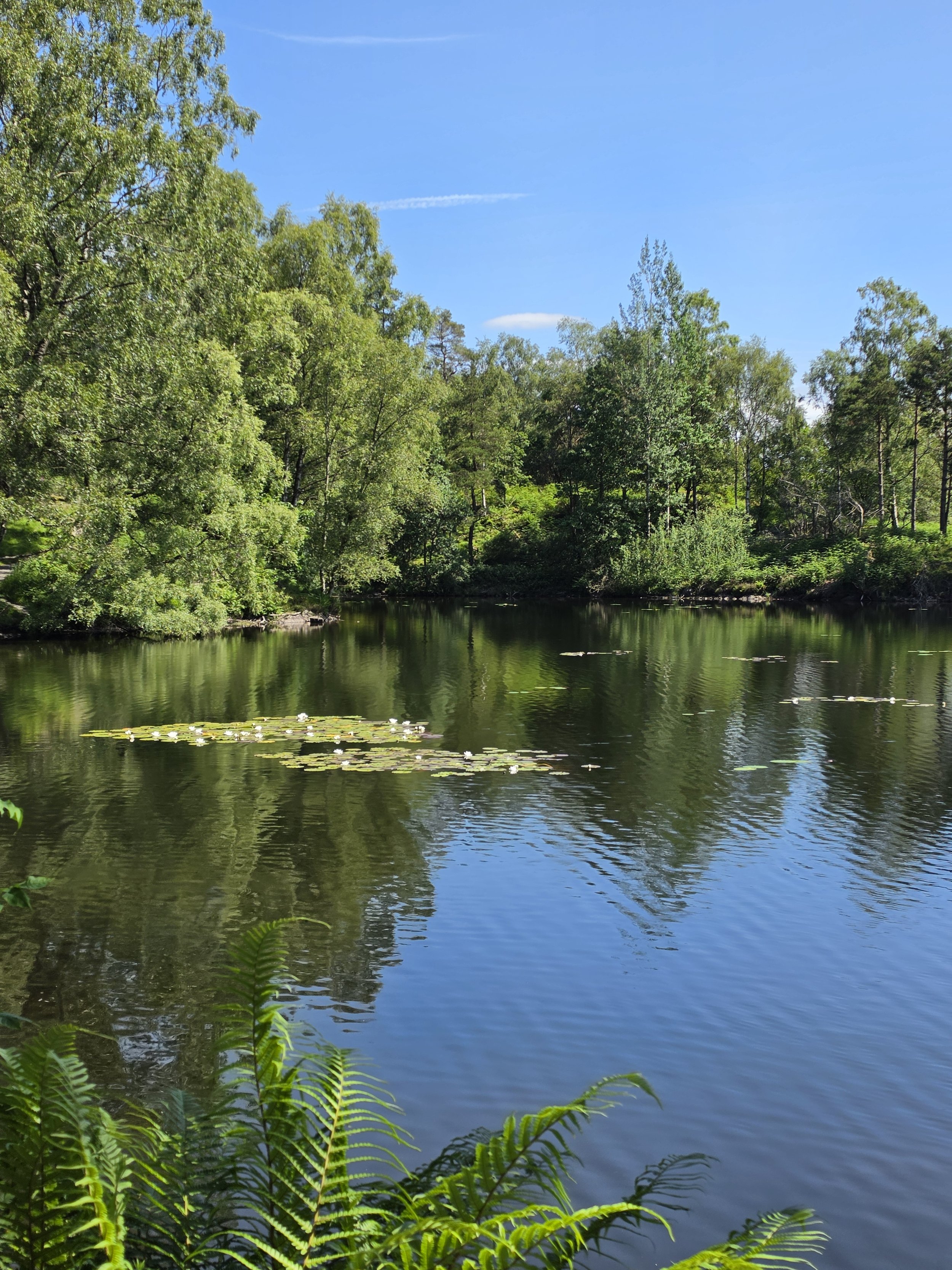 Beginning of Tarn Hows walk