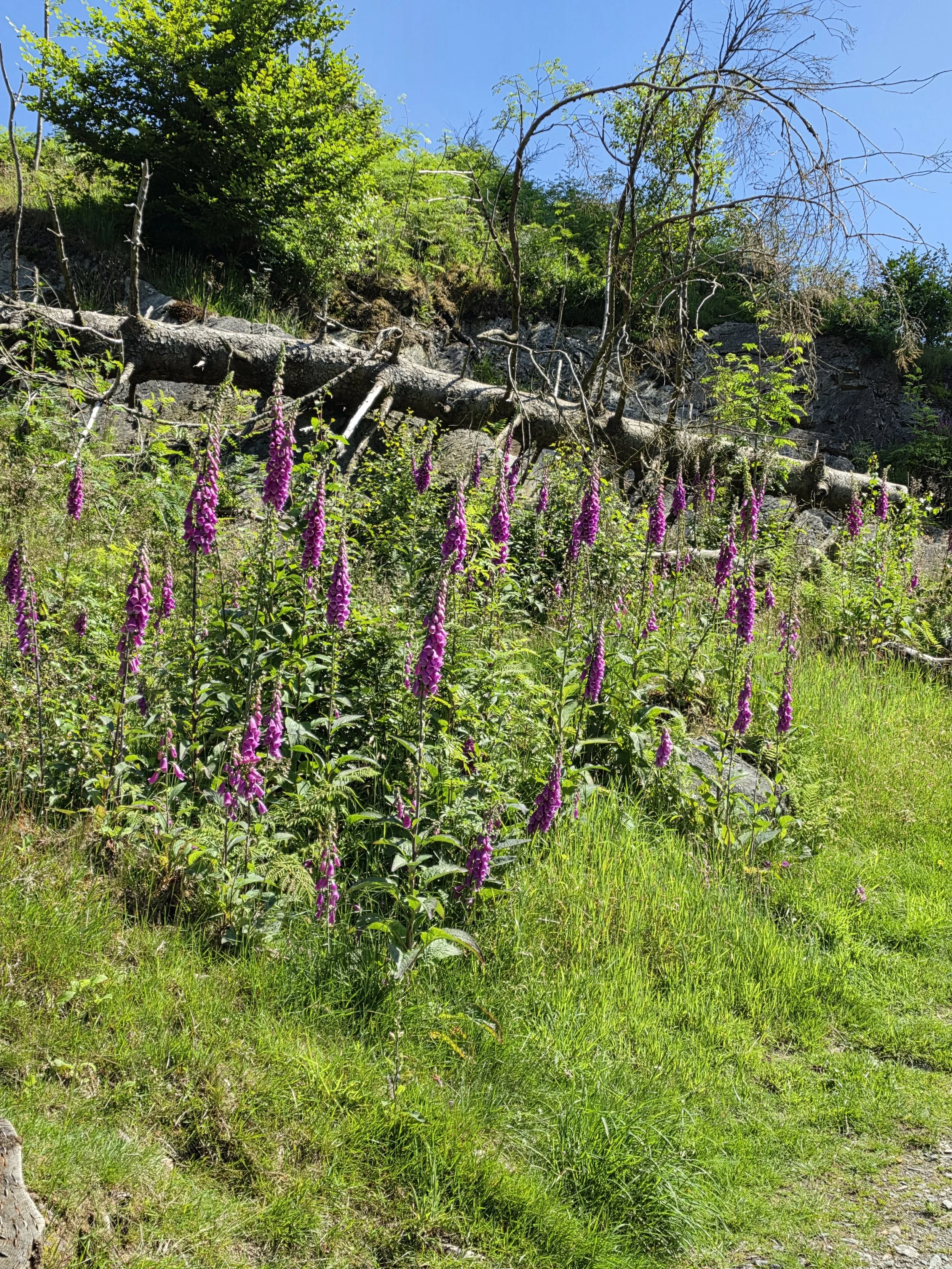 Flowers at Tarn Hows