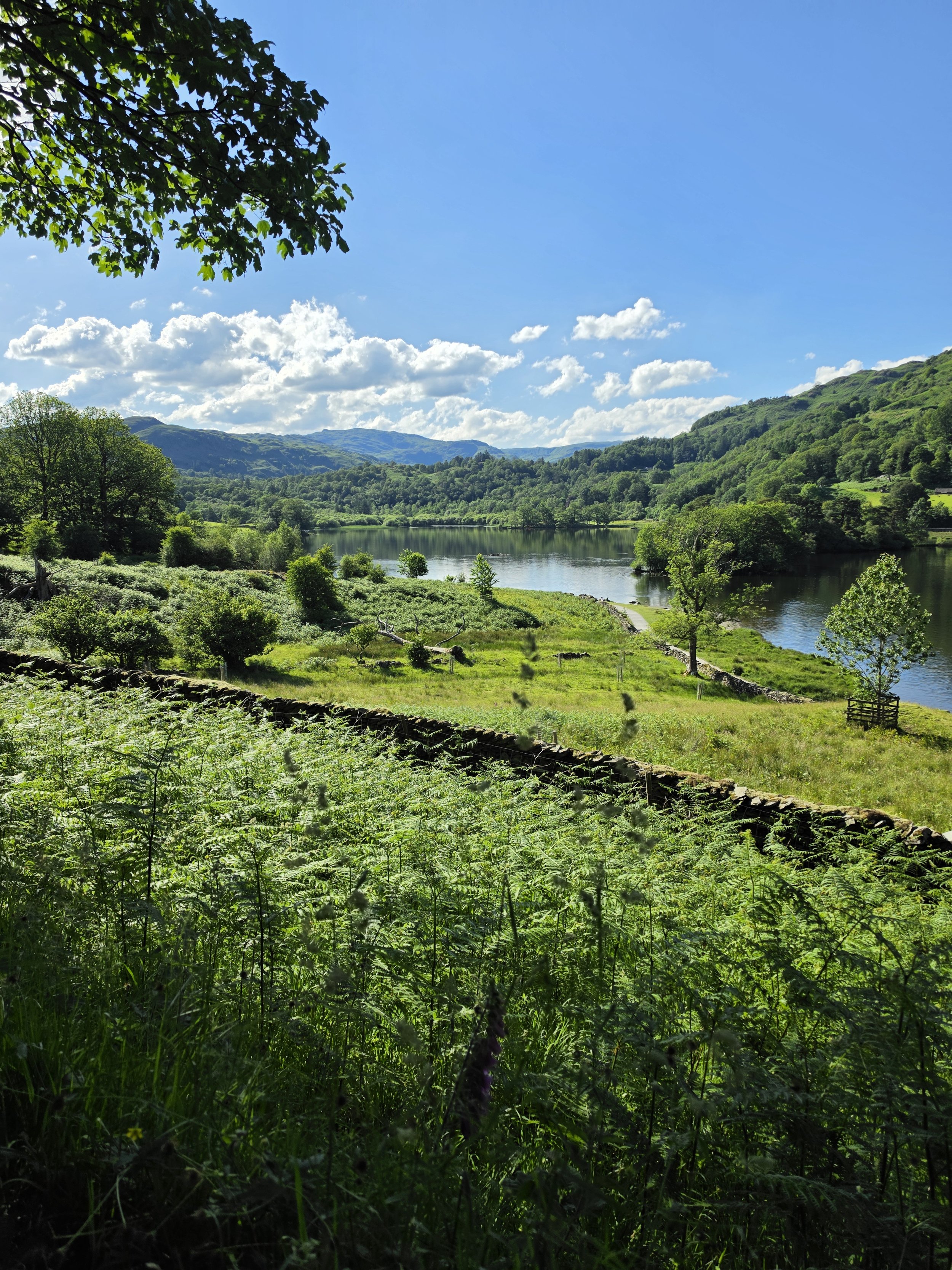 Grasmere lake and meadows