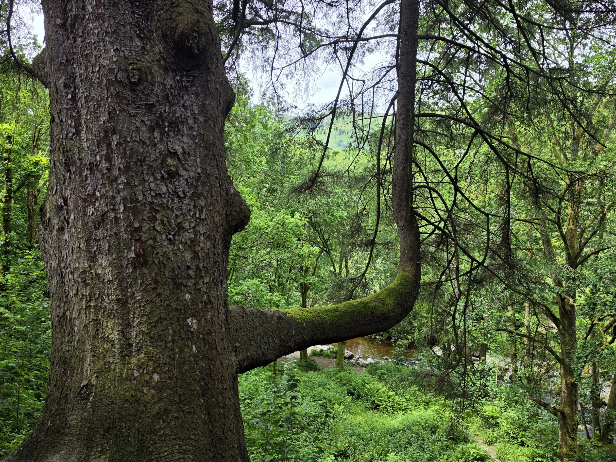 Walking around Aira Force